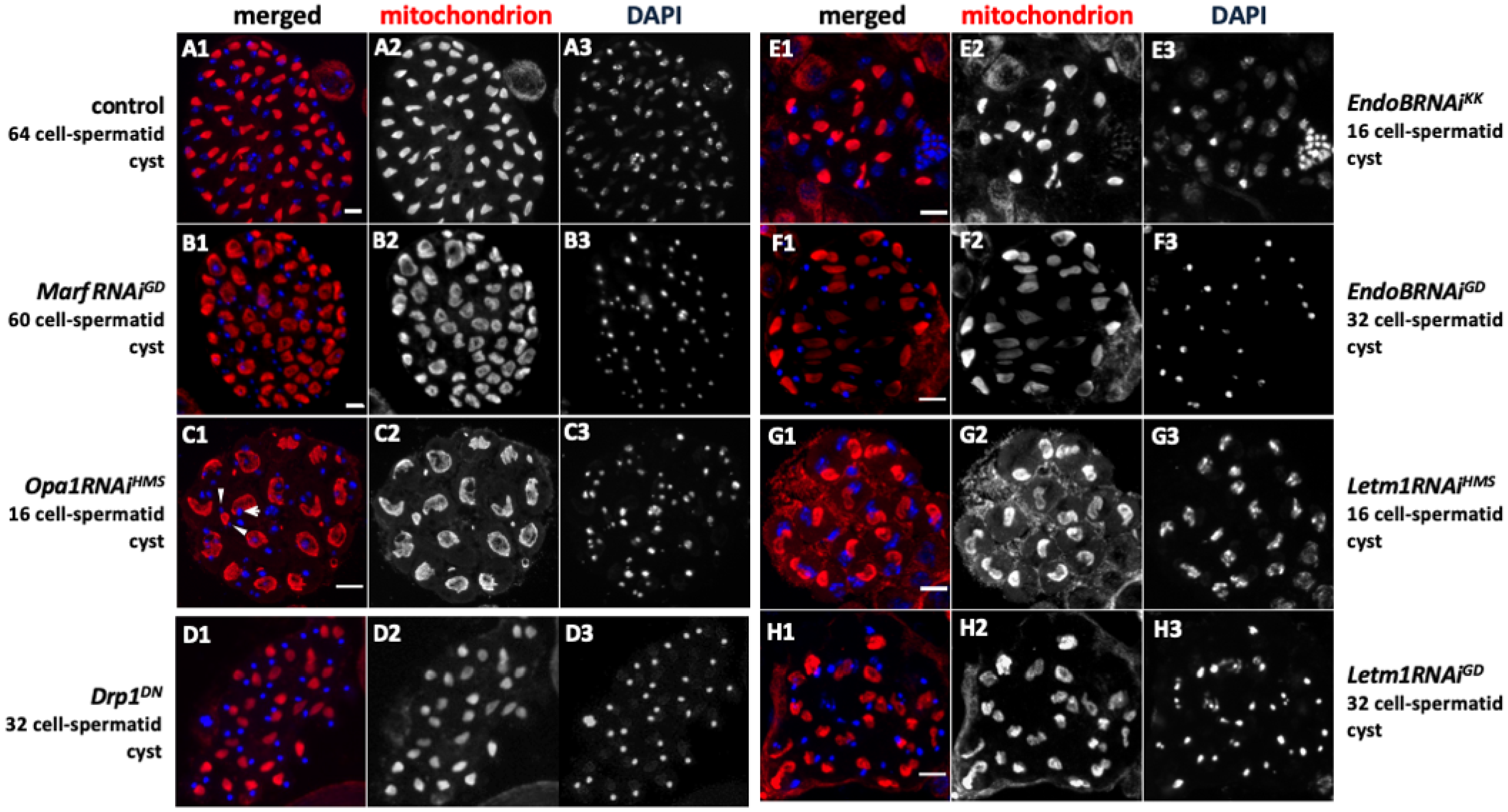 Ijms 26 09991 g006 Ijms 26 09991 g006