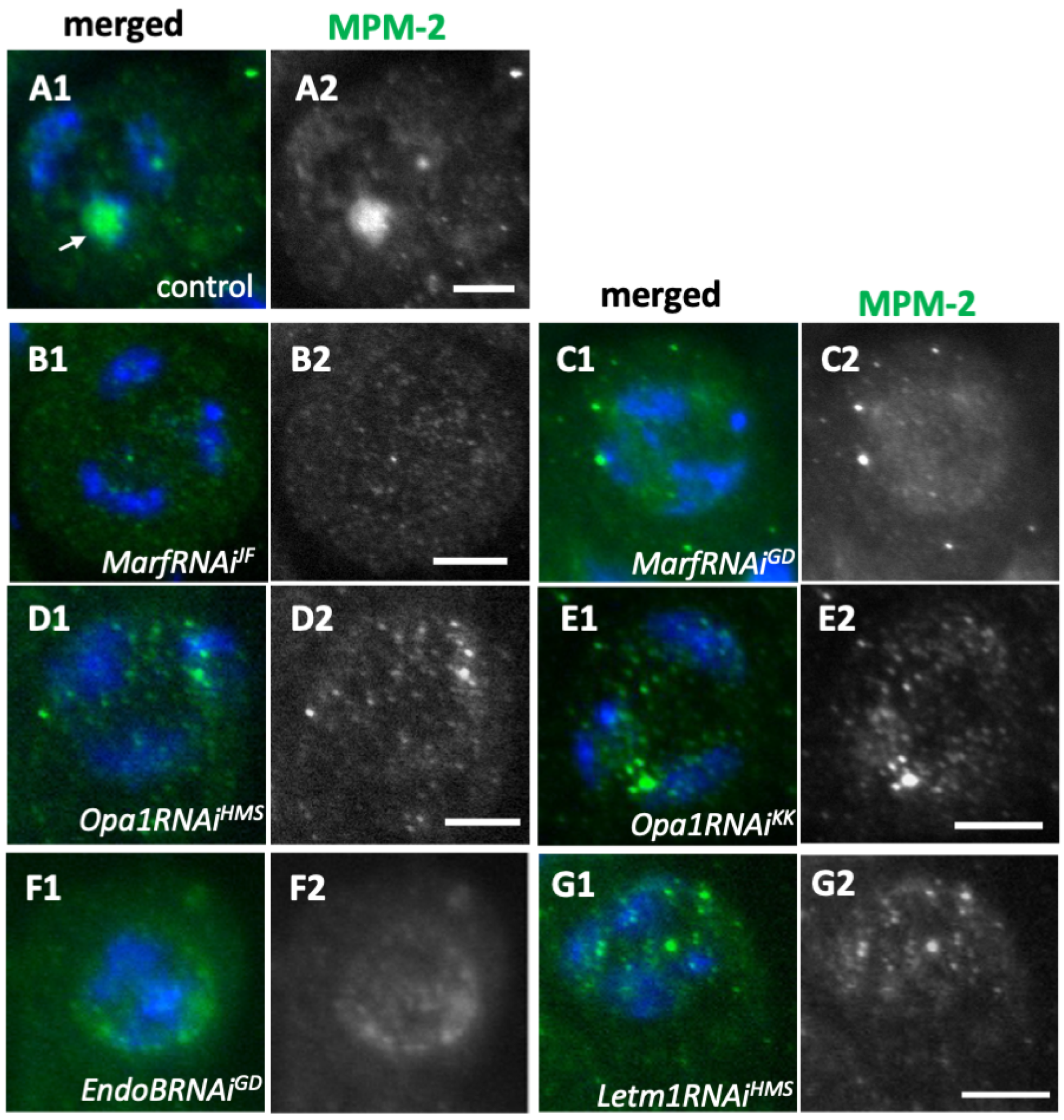 Ijms 26 09991 g007 Ijms 26 09991 g007