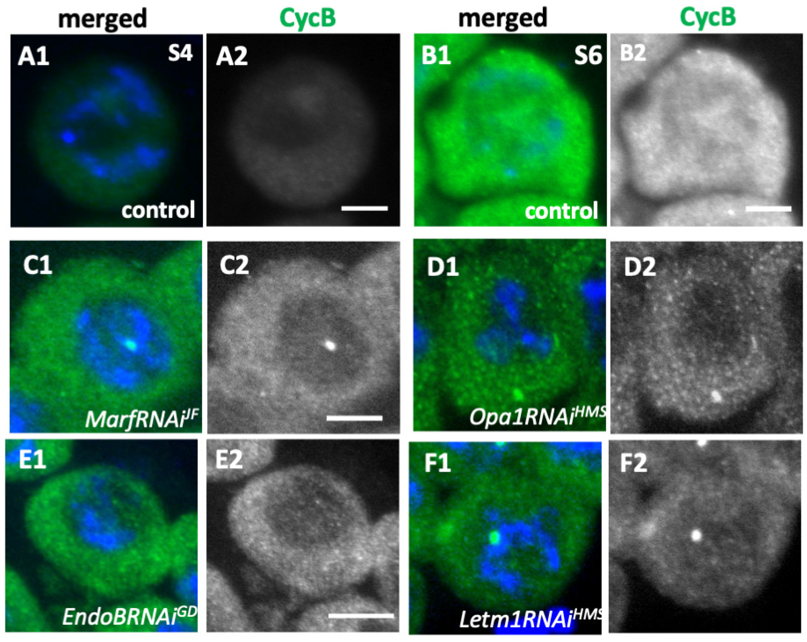 Ijms 26 09991 g008 Ijms 26 09991 g008