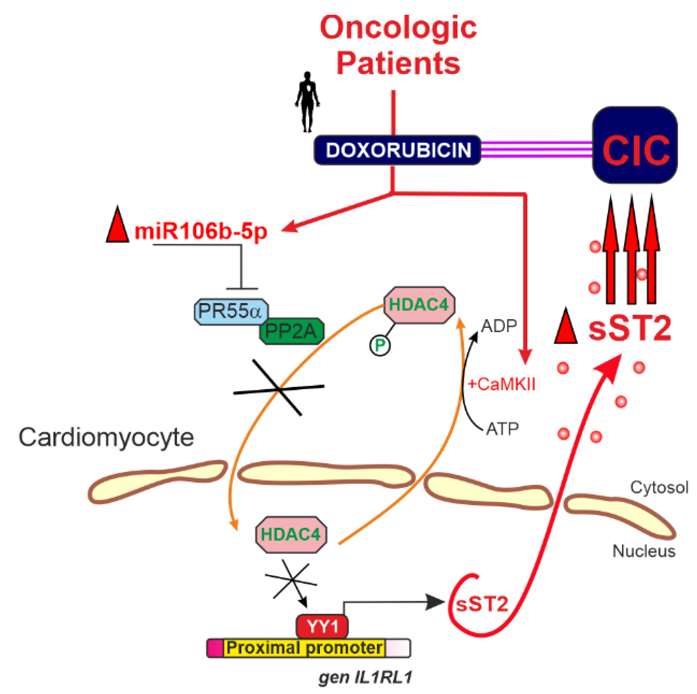 Ijms 26 10002 g004 Ijms 26 10002 g004
