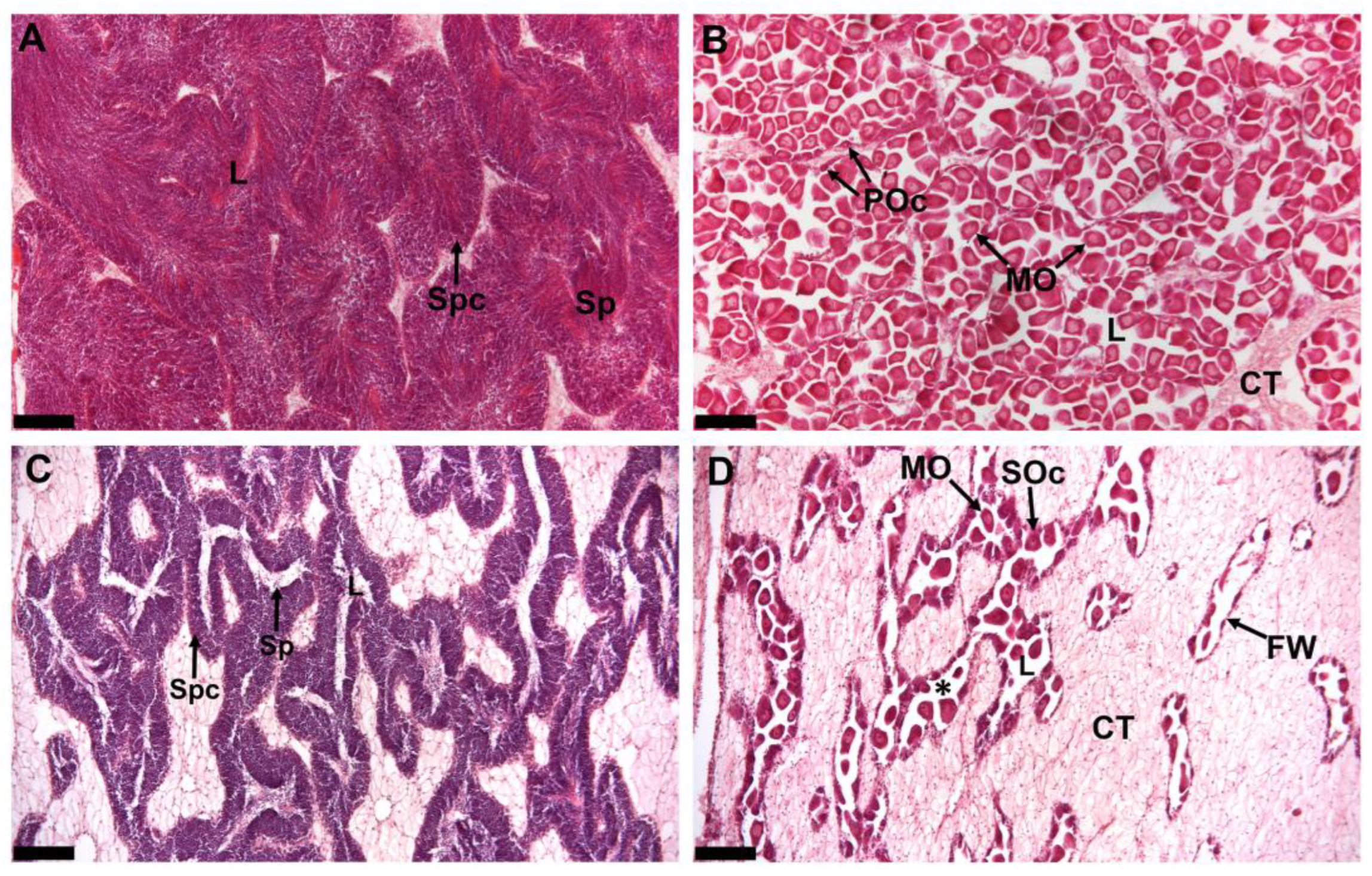 Ijms 26 10032 g001 Ijms 26 10032 g001