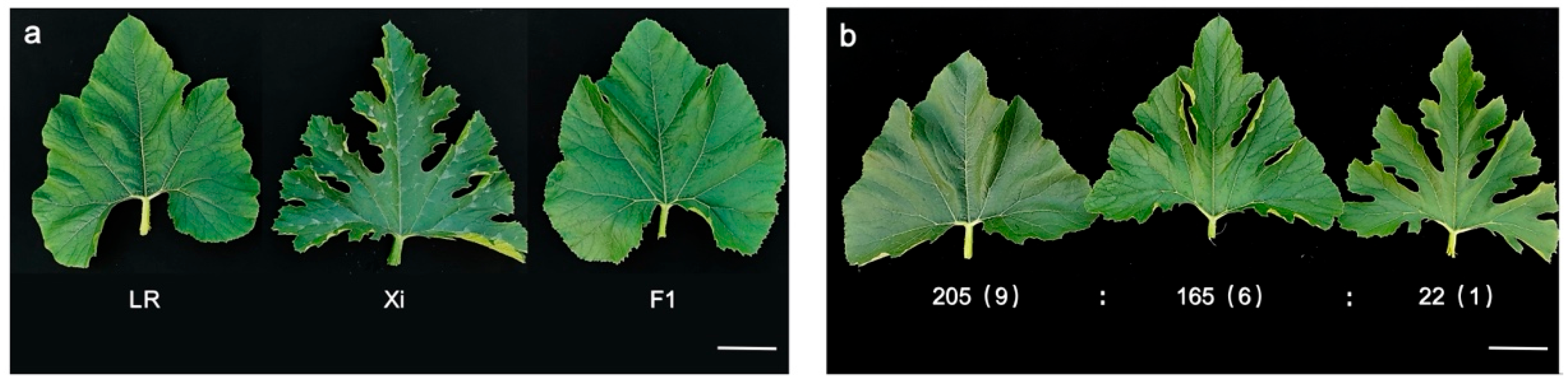 Ijms 26 10042 g001 Ijms 26 10042 g001