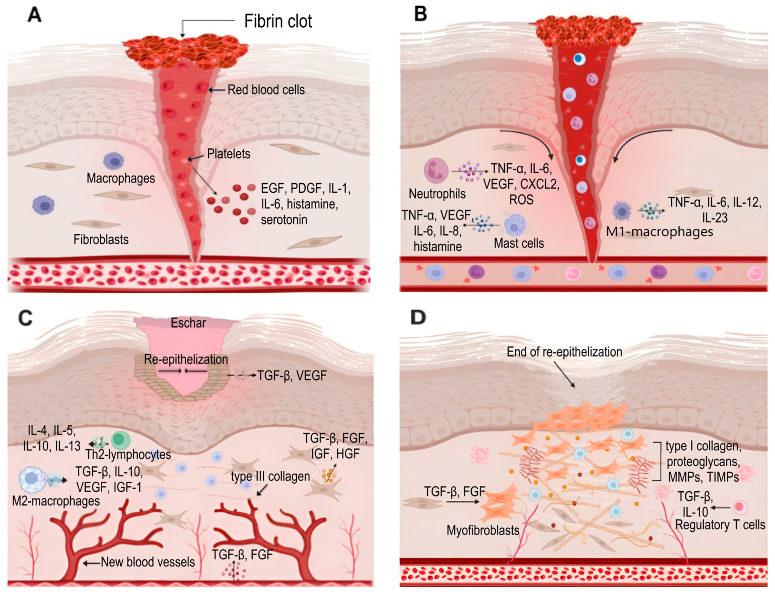 Ijms 26 10060 g003 Ijms 26 10060 g003