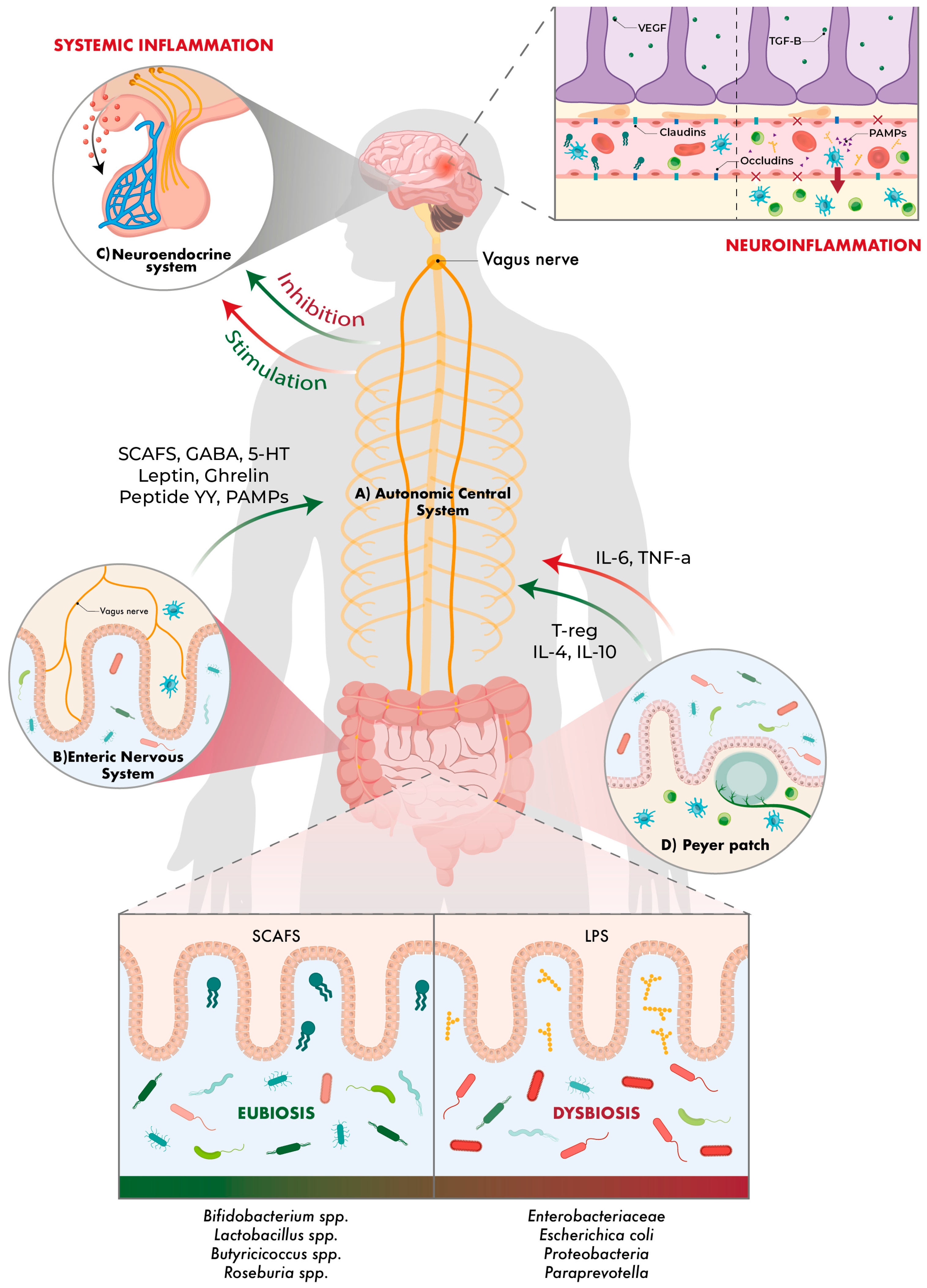 Ijms 26 10071 g001 Ijms 26 10071 g001