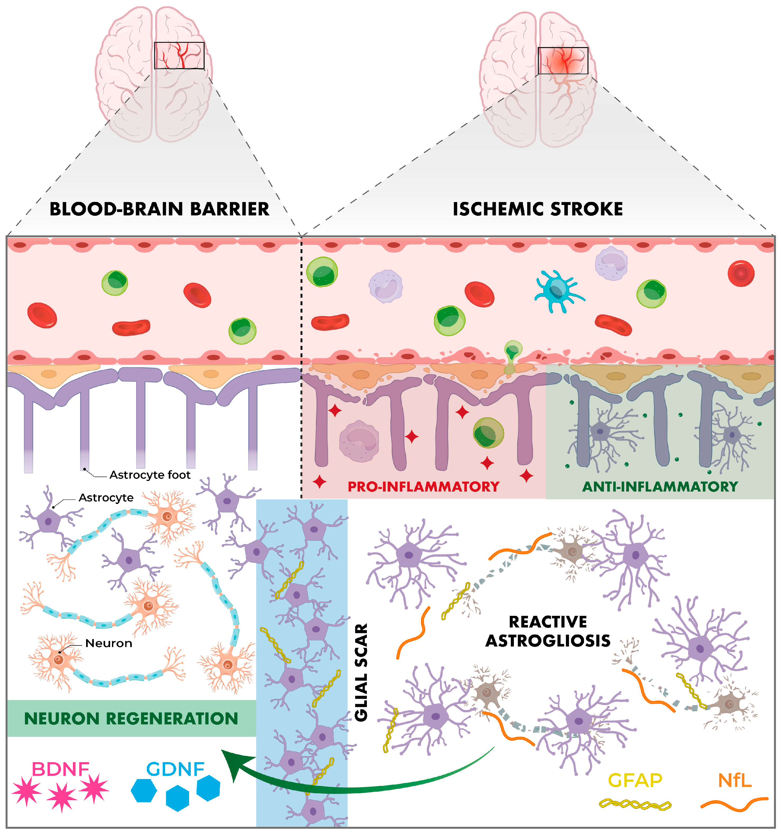 Ijms 26 10071 g003 Ijms 26 10071 g003