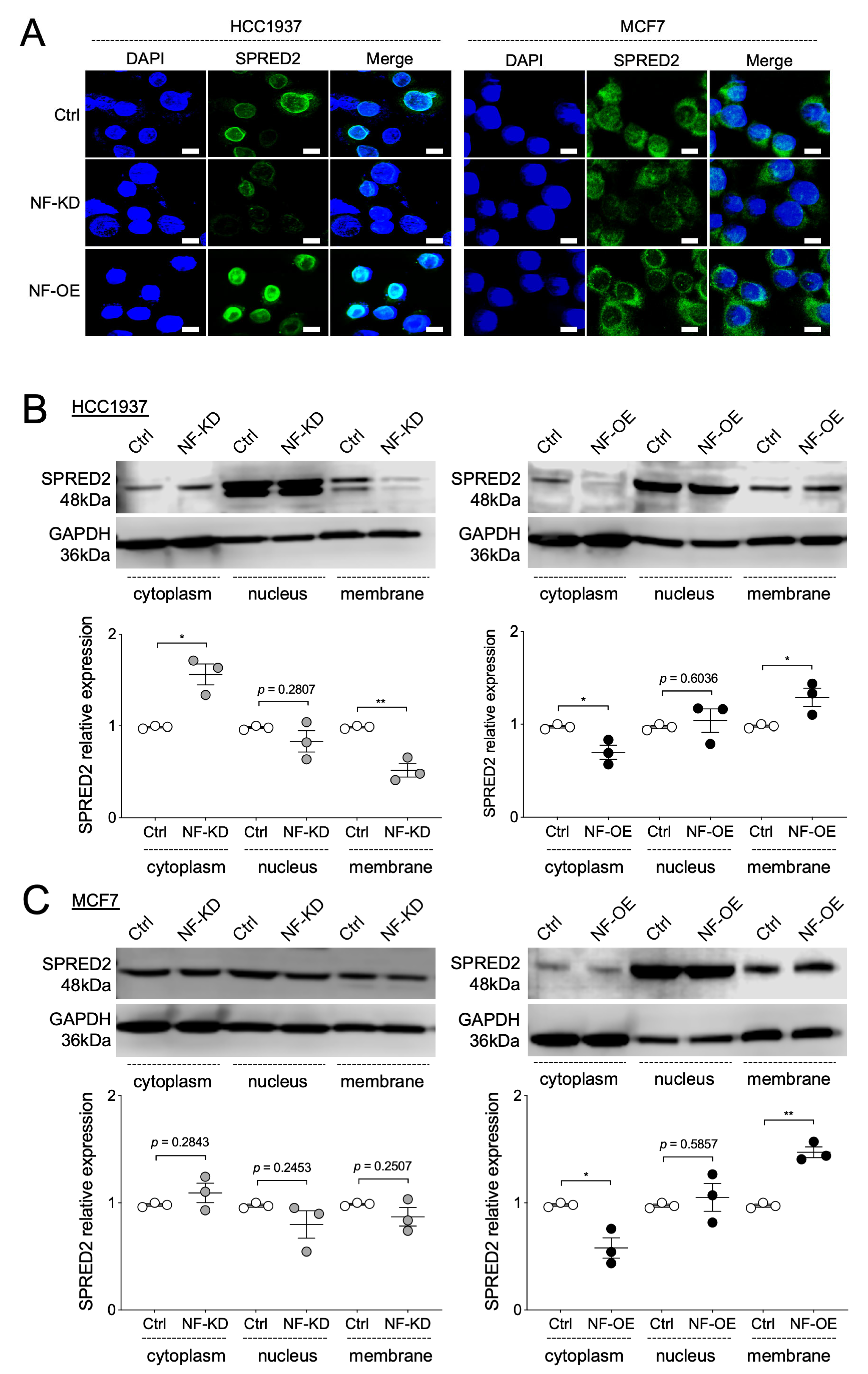 Ijms 26 10072 g006 Ijms 26 10072 g006
