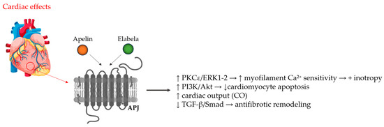 The Impact of the Apelinergic System on the Cardiovascular System
