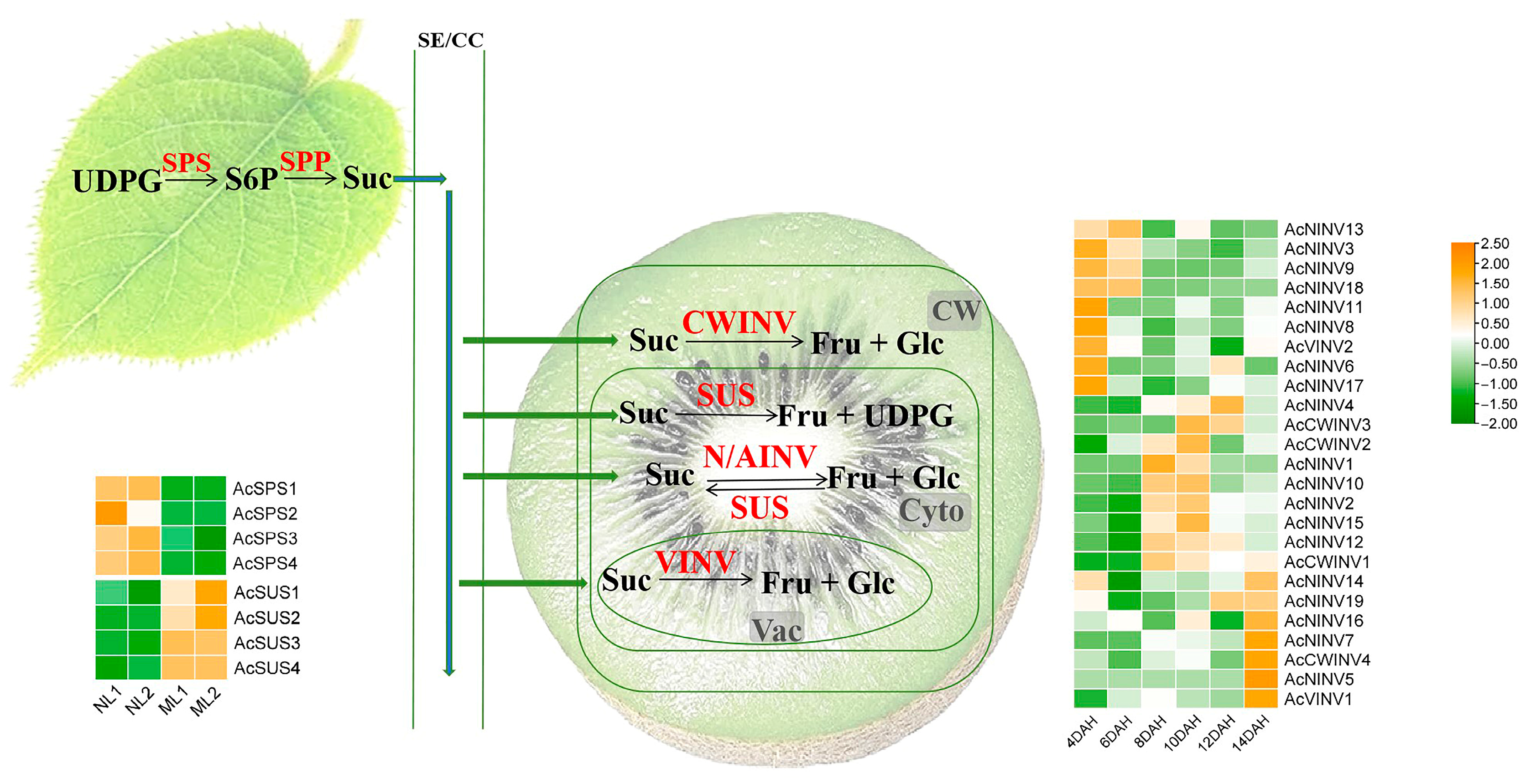 Ijms 26 10089 g003 Ijms 26 10089 g003