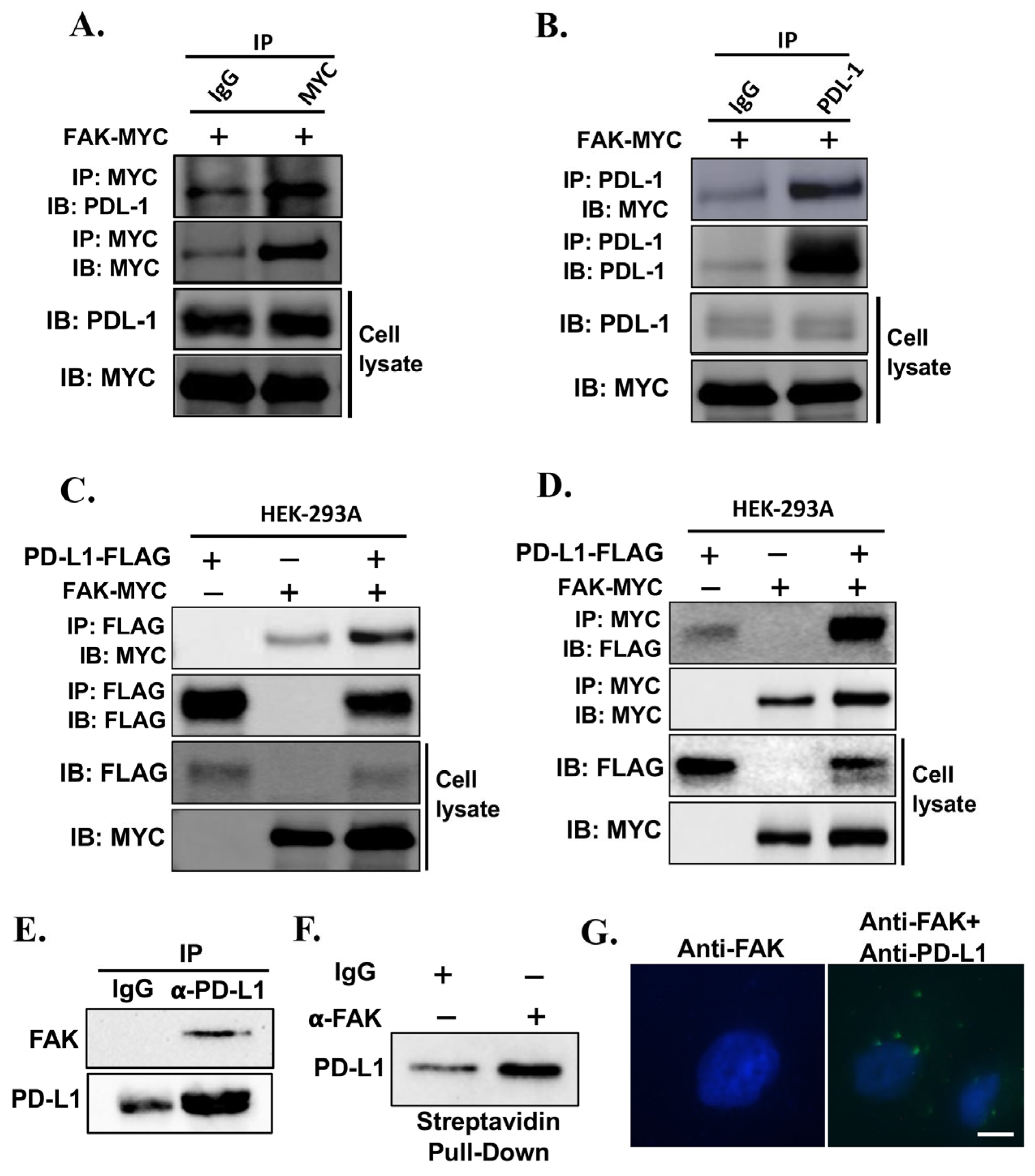 Ijms 26 10108 g006 Ijms 26 10108 g006