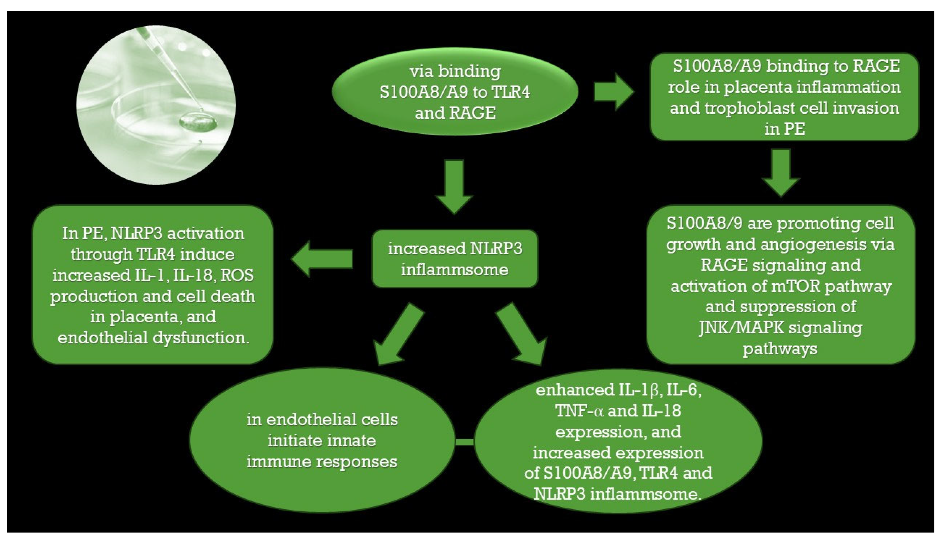 Ijms 26 10118 g002 Ijms 26 10118 g002