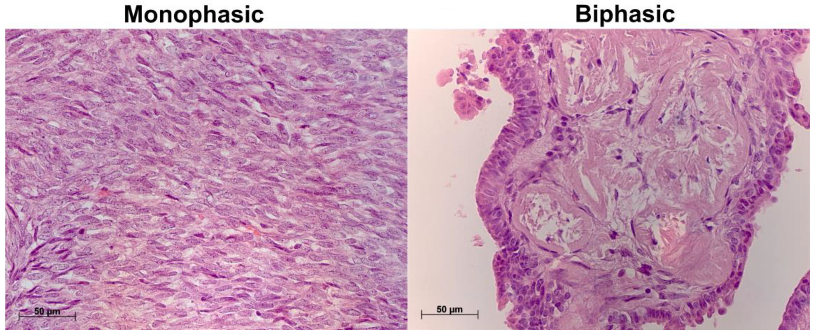 Ijms 26 10119 g001 Ijms 26 10119 g001