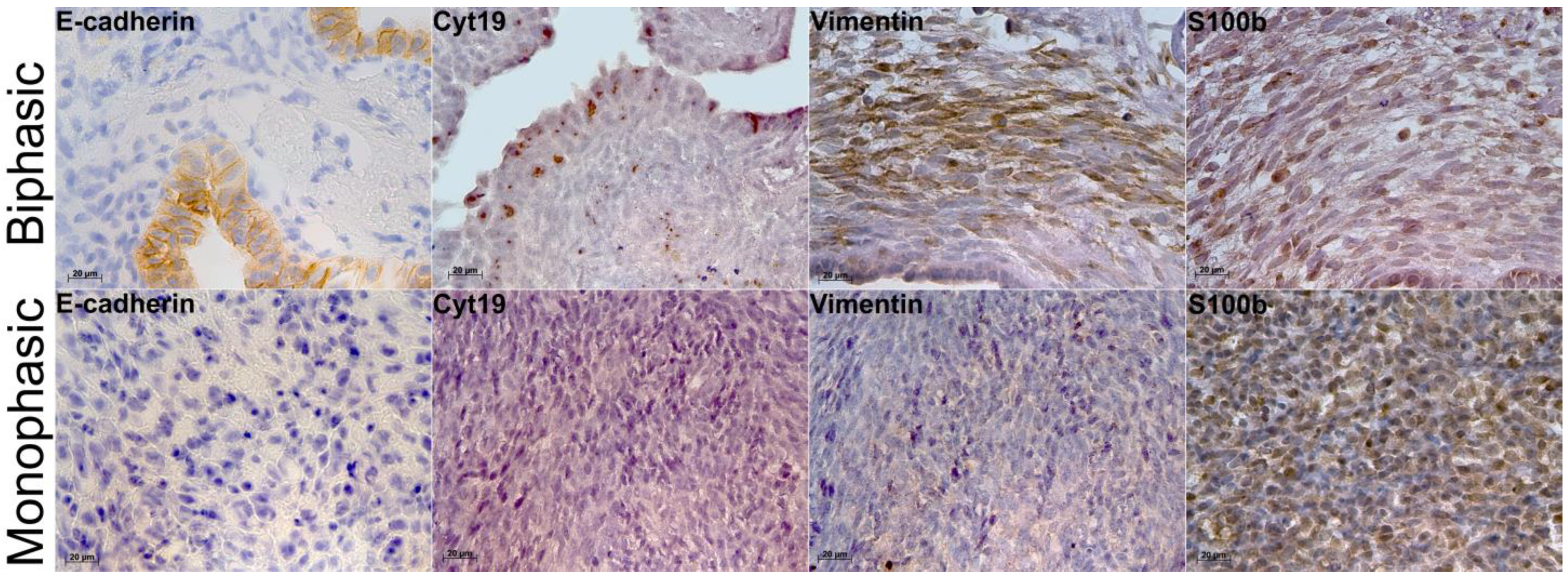 Ijms 26 10119 g002 Ijms 26 10119 g002