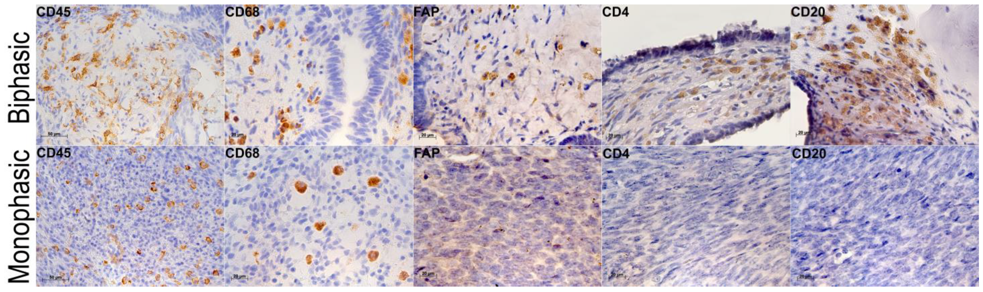 Ijms 26 10119 g004 Ijms 26 10119 g004