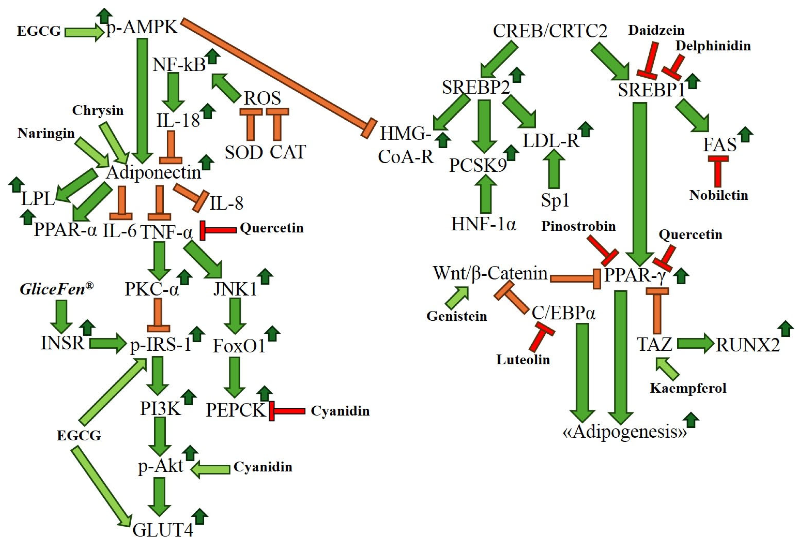 Ijms 26 10142 g004 Ijms 26 10142 g004