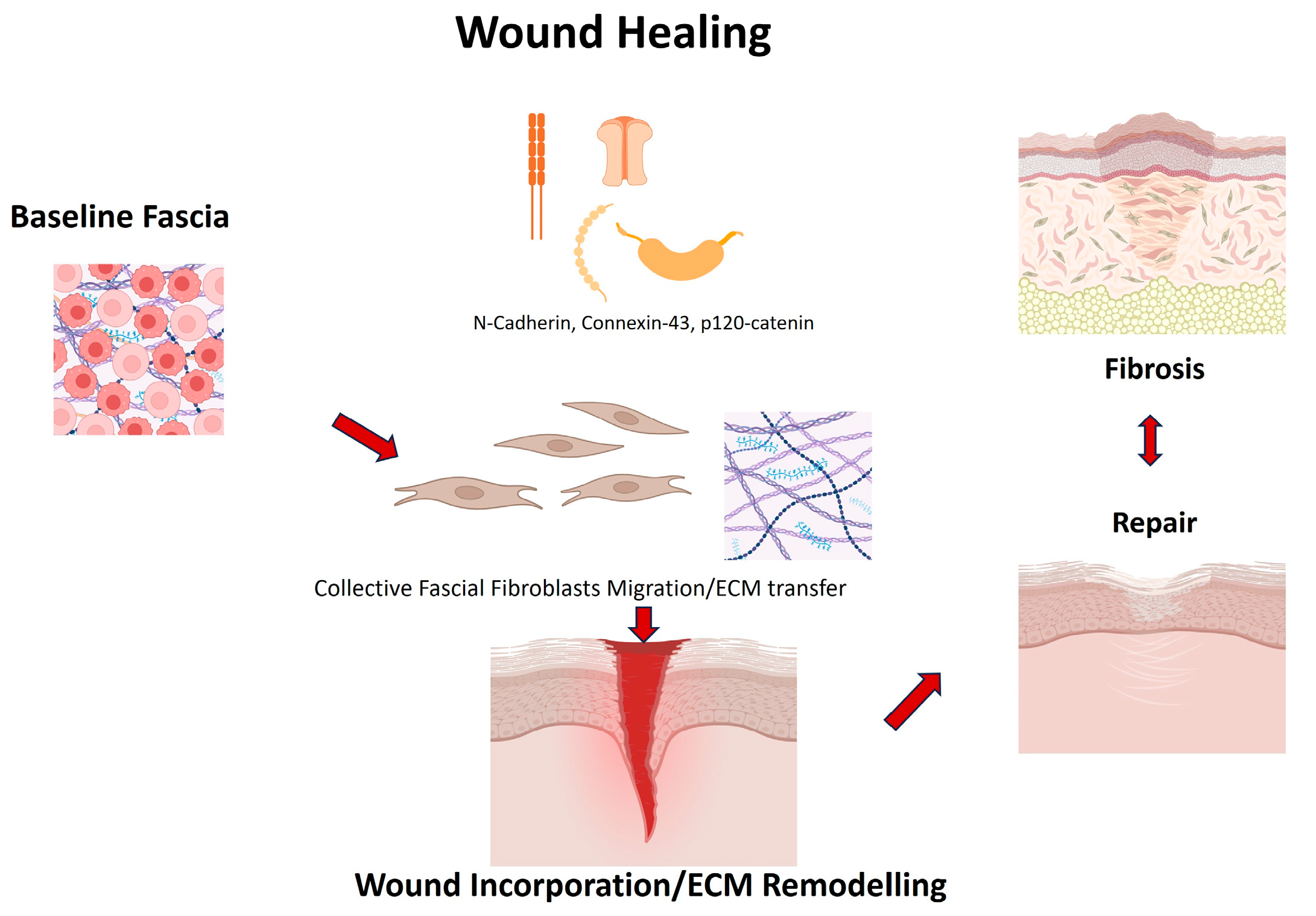 Ijms 26 10166 g002 Ijms 26 10166 g002