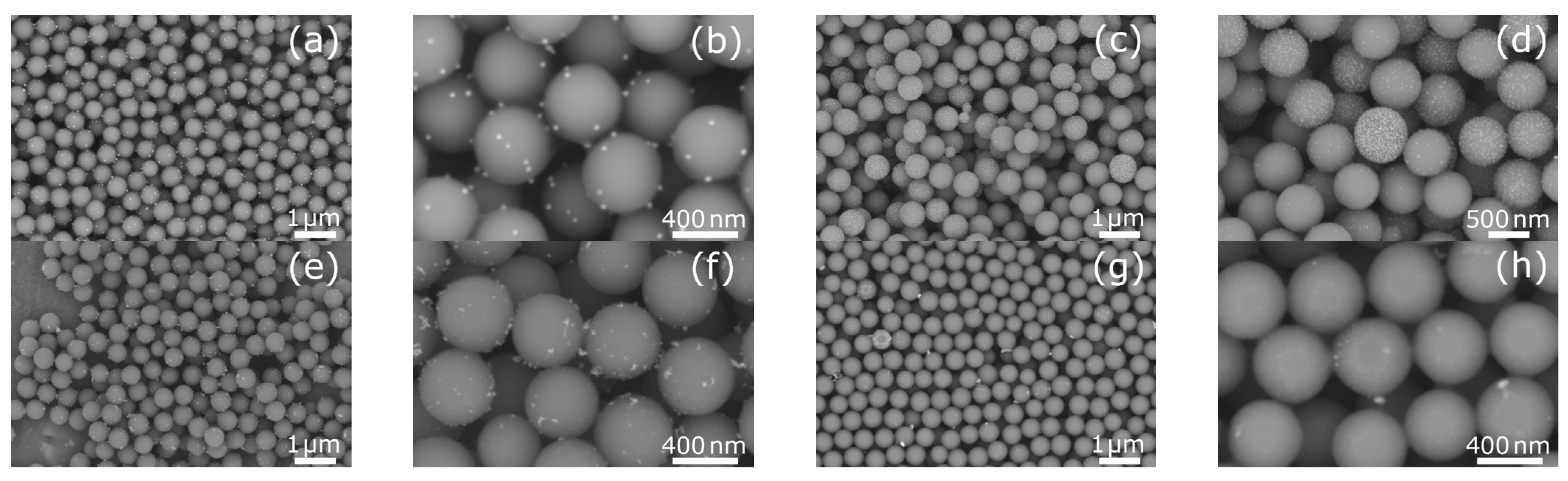 Ijms 26 10203 g001 Ijms 26 10203 g001