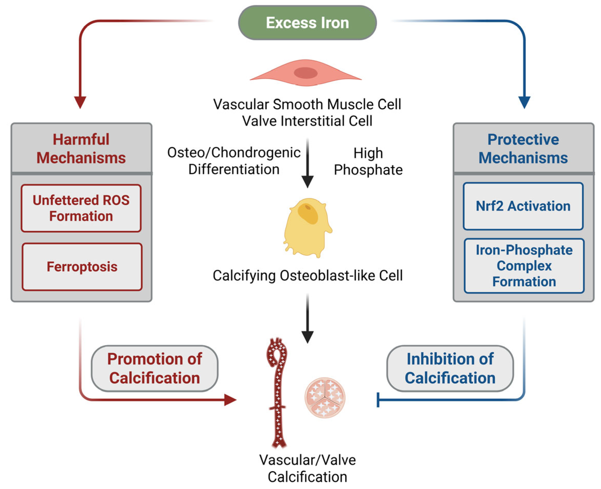 Ijms 26 10210 g001 Ijms 26 10210 g001