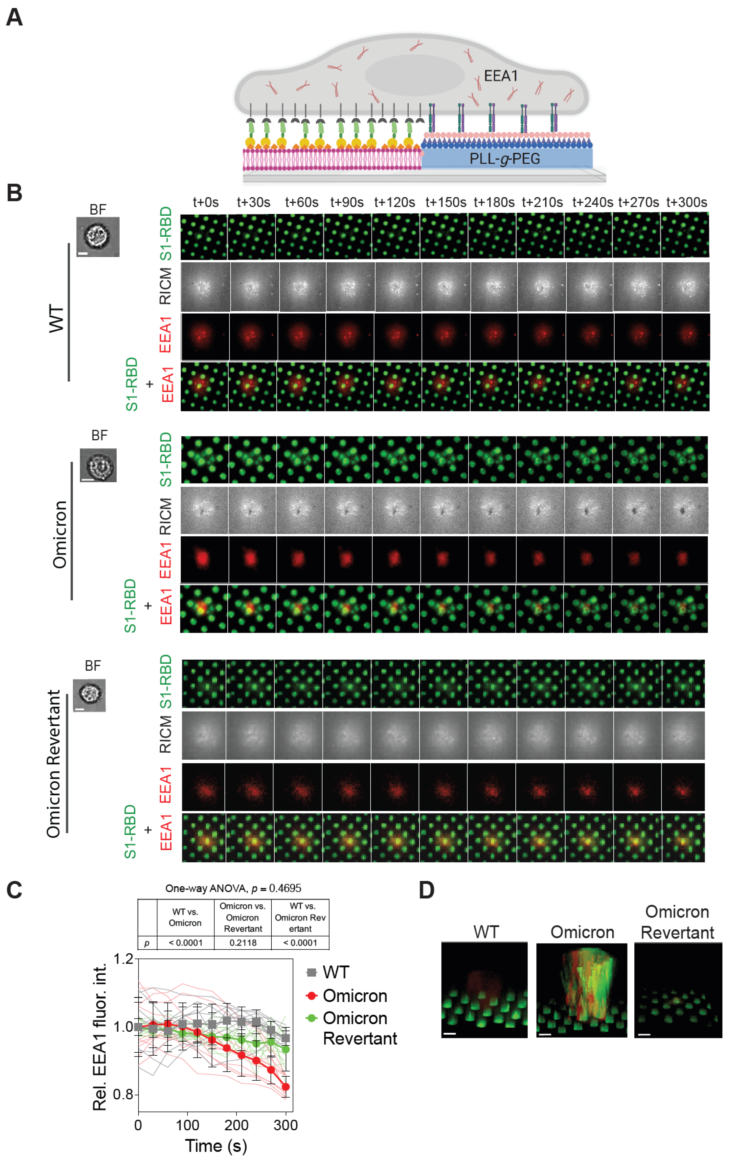 Ijms 26 10216 g003 Ijms 26 10216 g003