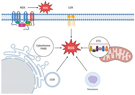 Reactive Oxygen Species Across Death Pathways: Gatekeepers of