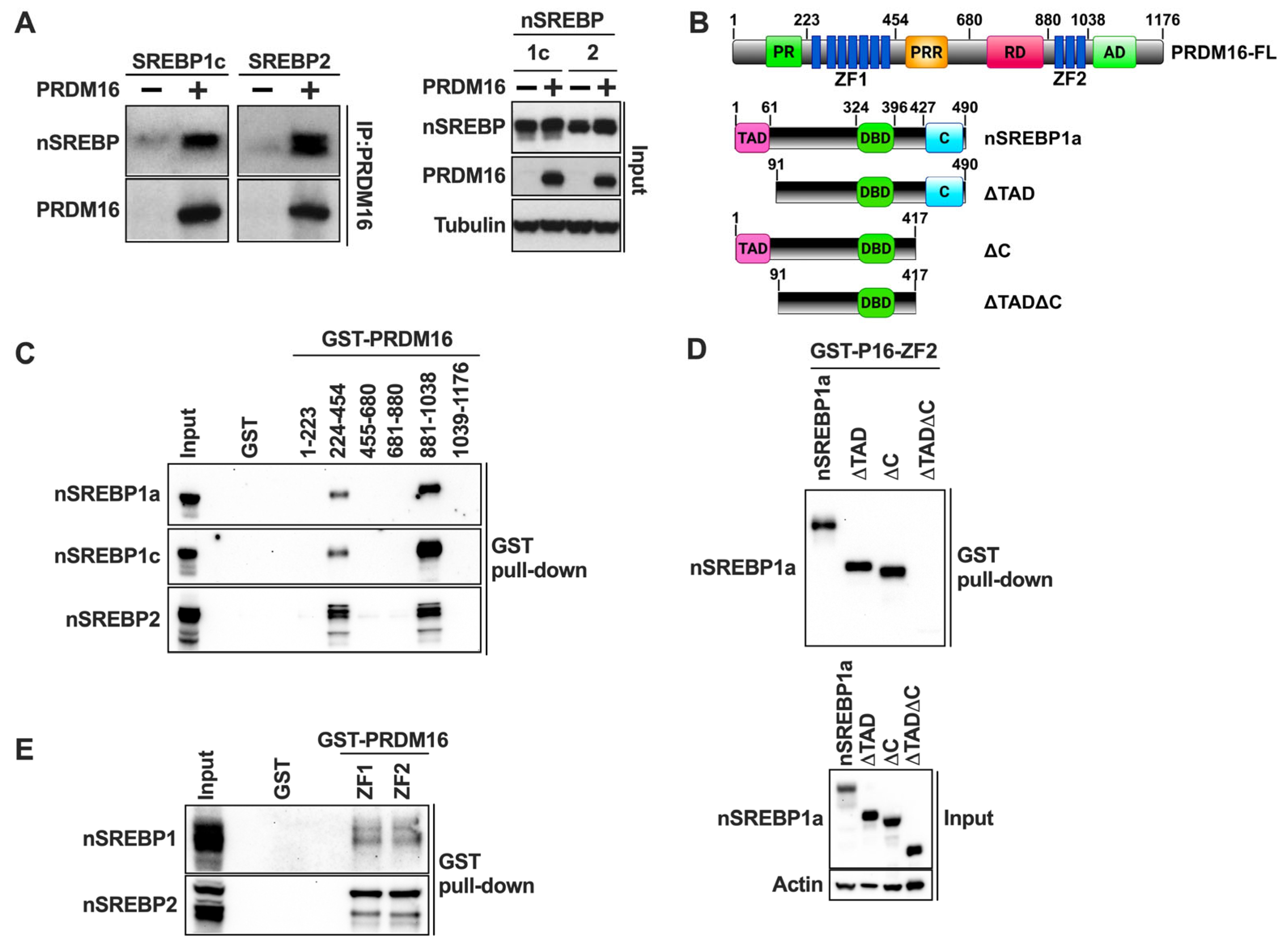 Ijms 26 10246 g004 Ijms 26 10246 g004