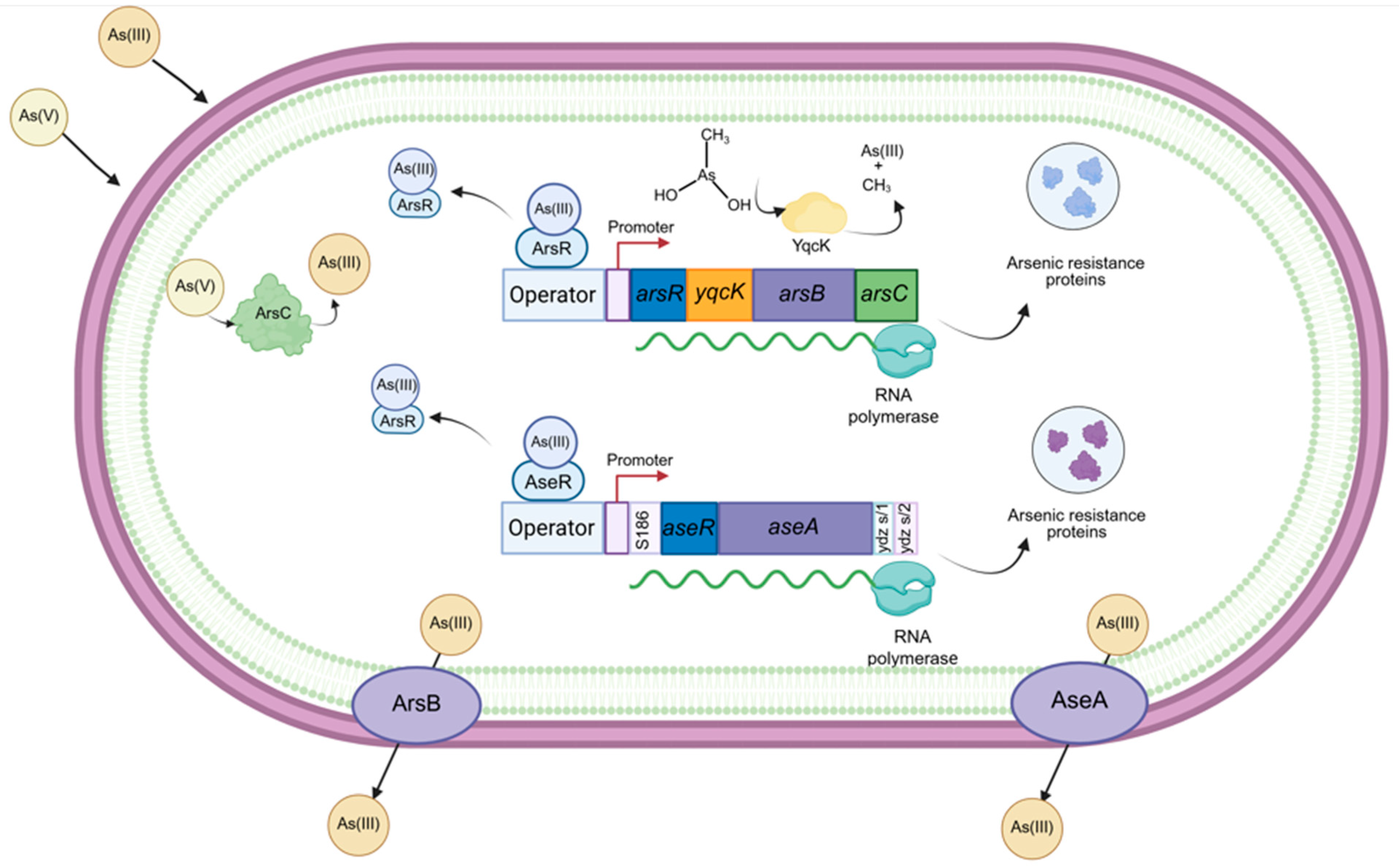Ijms 26 10277 g001 Ijms 26 10277 g001