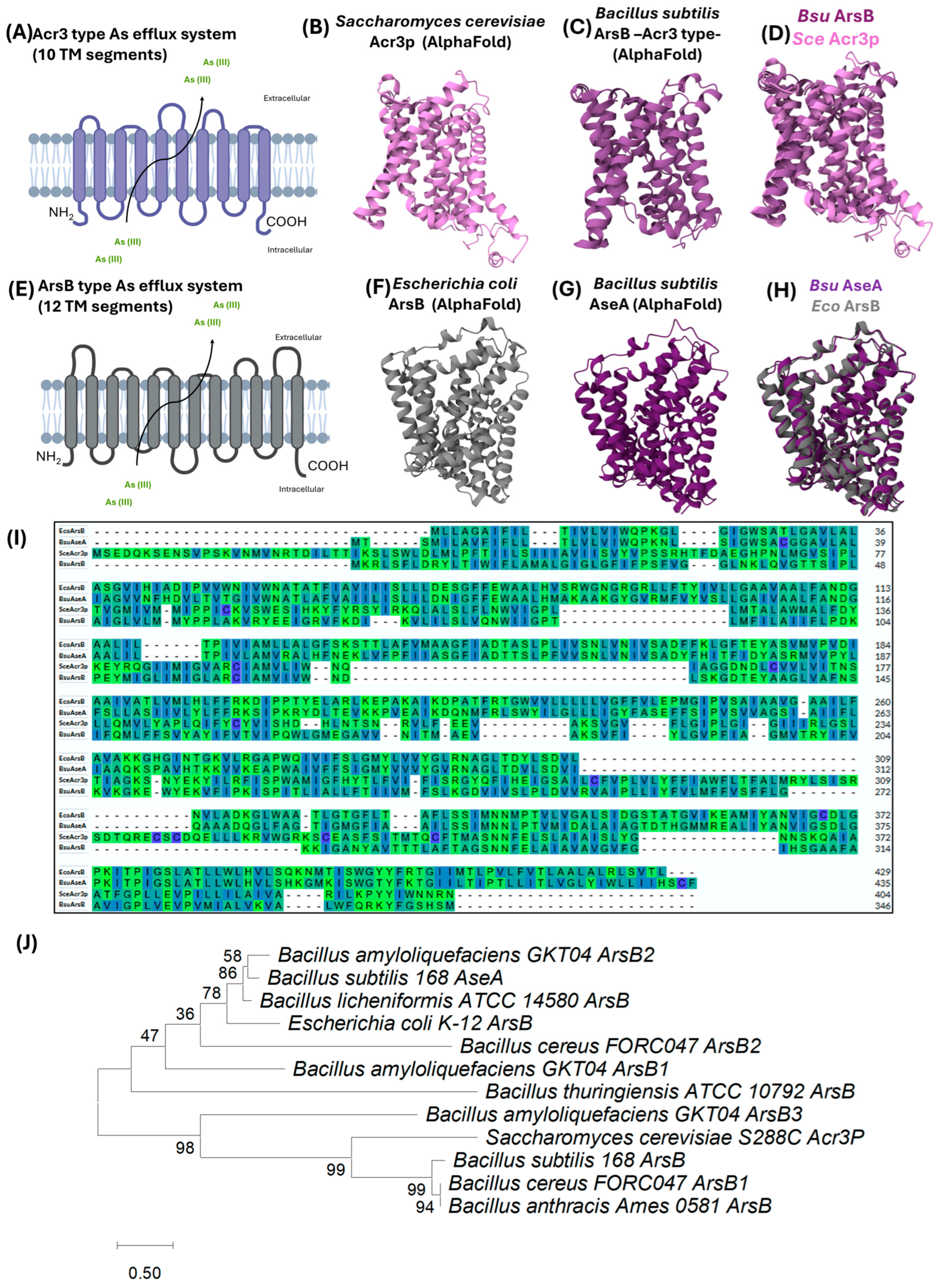Ijms 26 10277 g005 Ijms 26 10277 g005