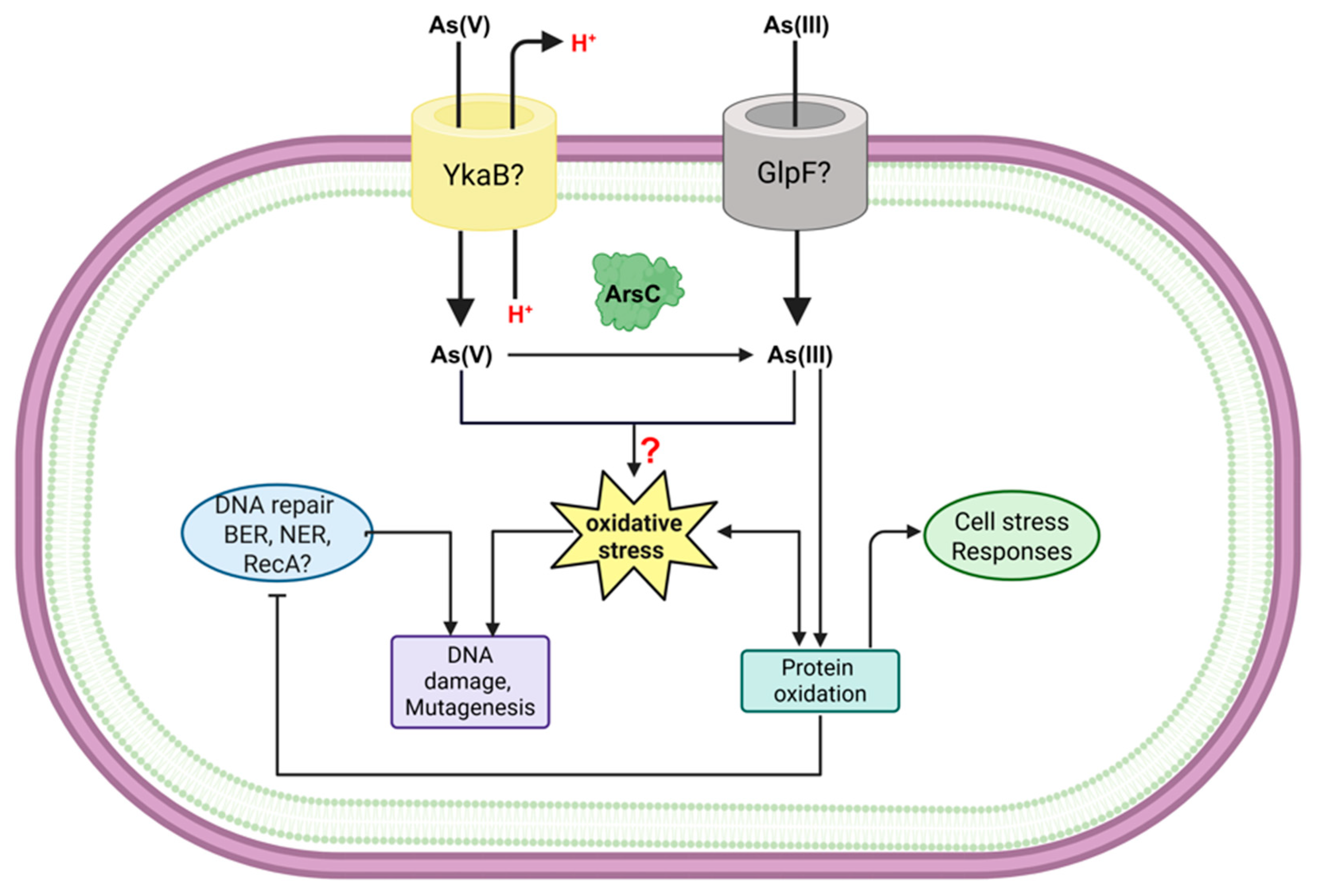 Ijms 26 10277 g007 Ijms 26 10277 g007