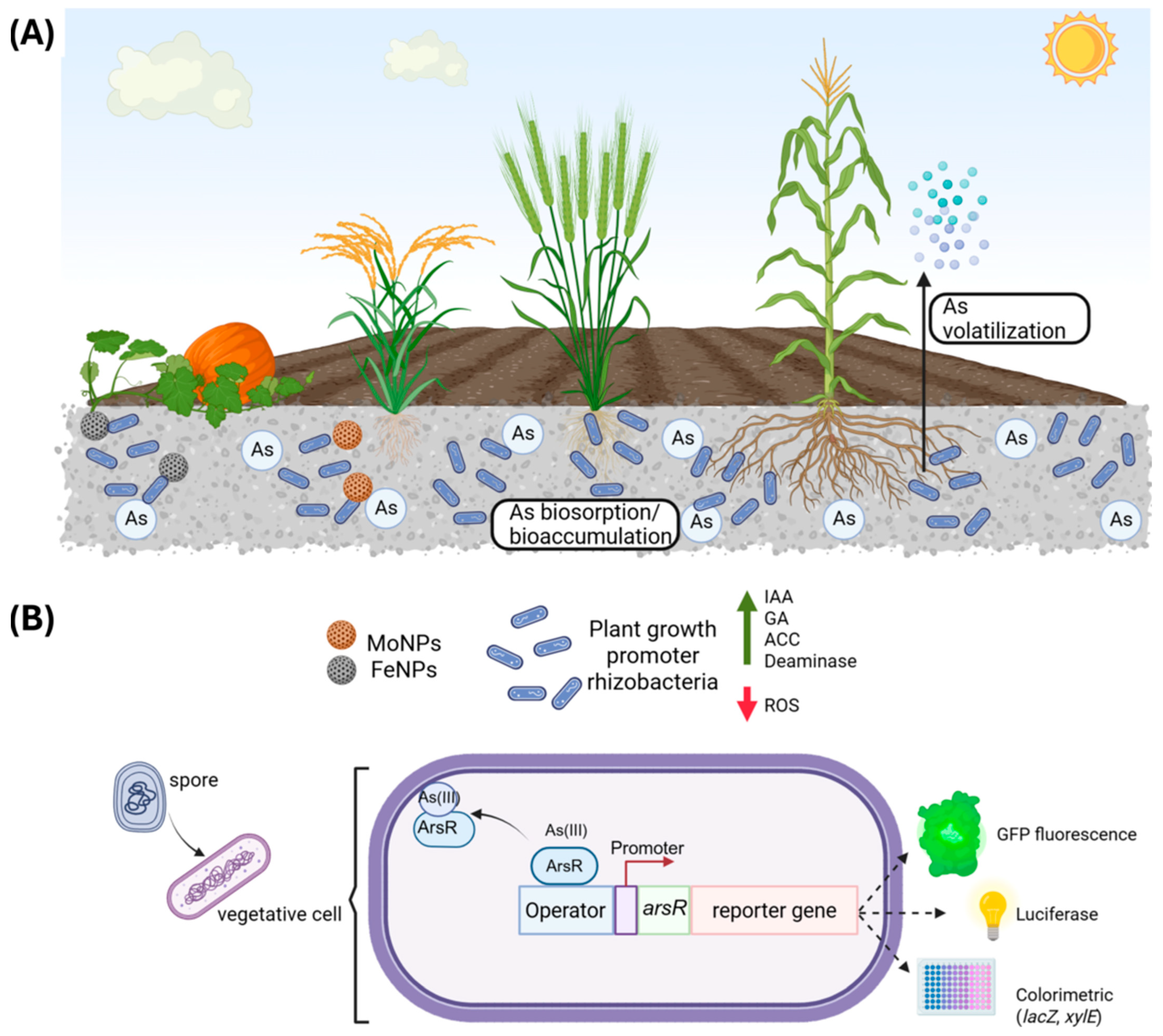 Ijms 26 10277 g008 Ijms 26 10277 g008