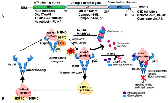 Beyond Folding: Expanding the Functional Landscape of Hsp90