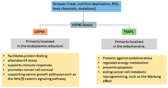 Beyond Folding: Expanding the Functional Landscape of Hsp90