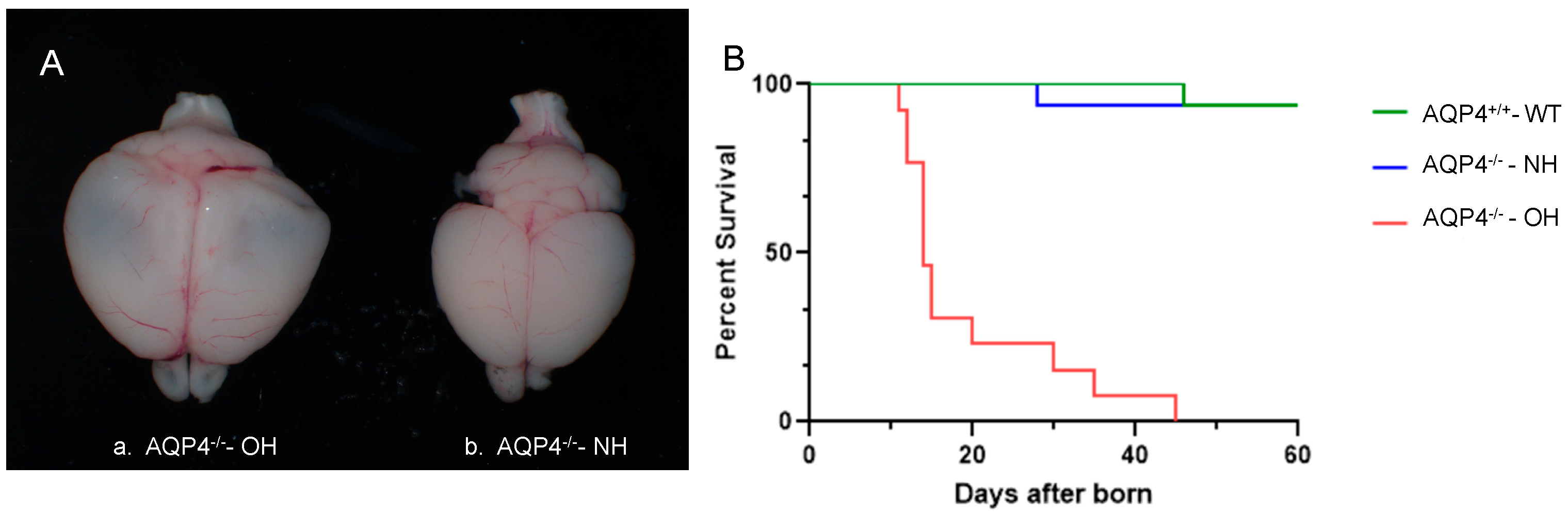 Ijms 26 10290 g001 Ijms 26 10290 g001