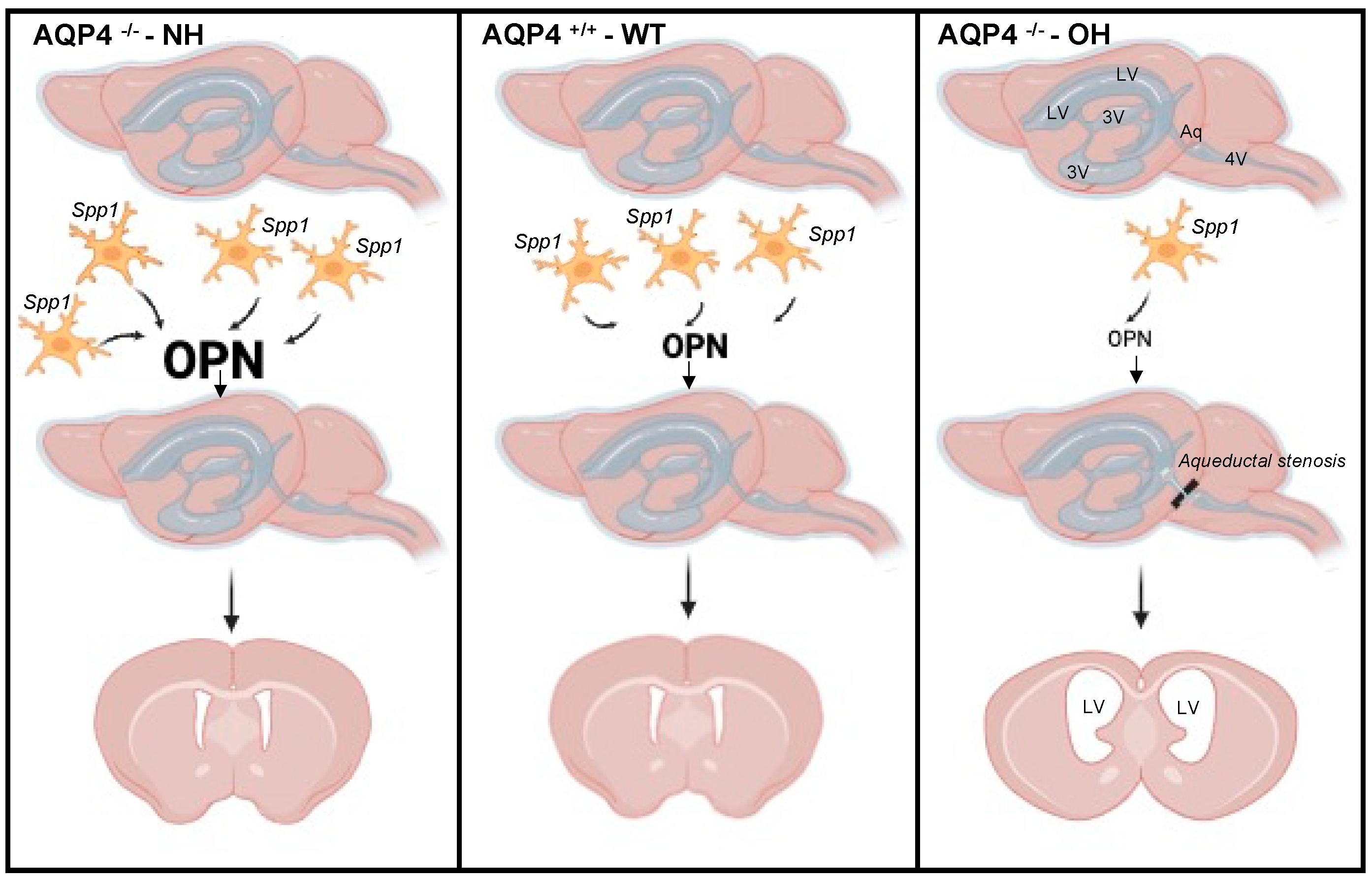 Ijms 26 10290 g004 Ijms 26 10290 g004