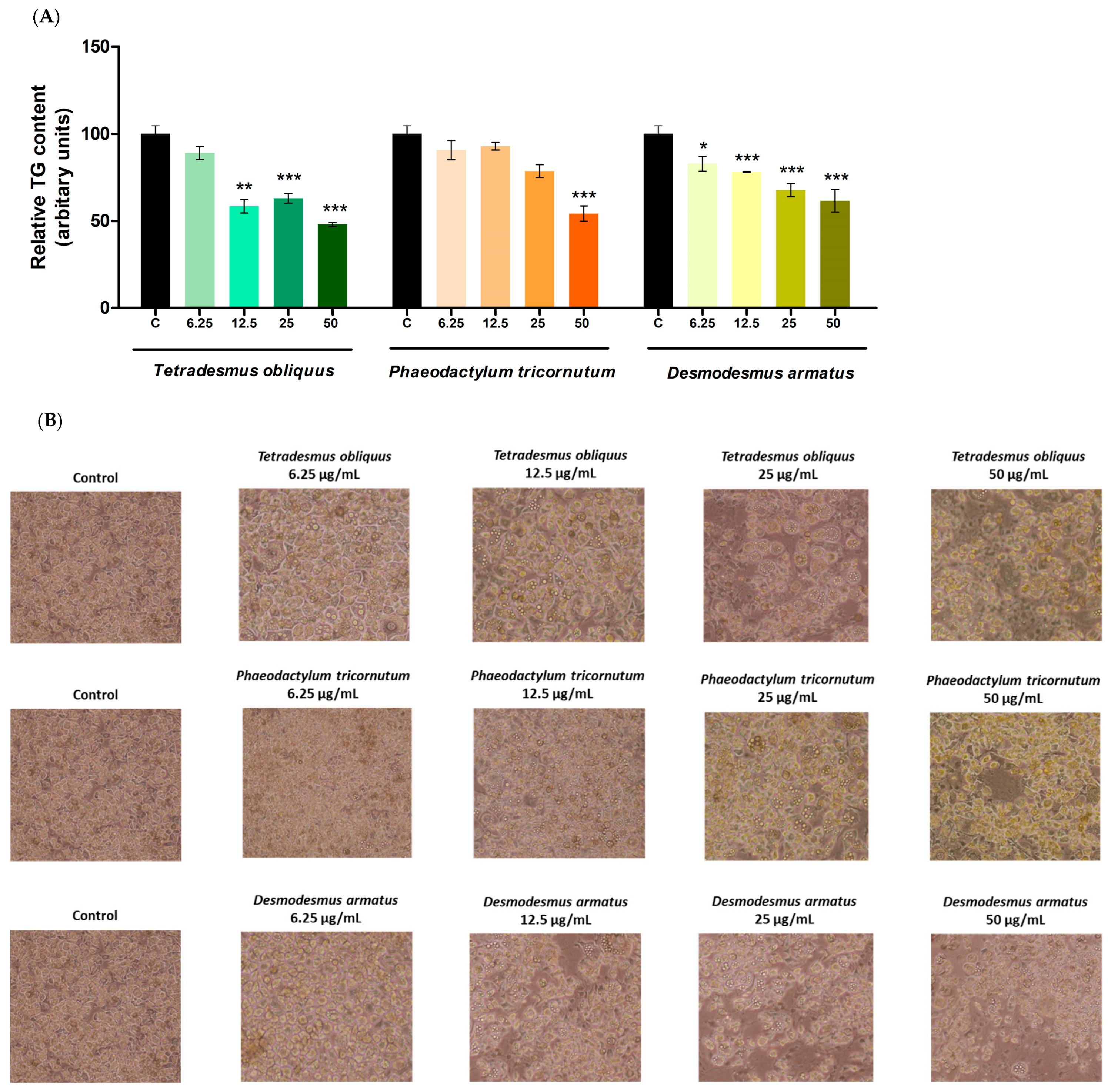 Ijms 26 10314 g004 Ijms 26 10314 g004