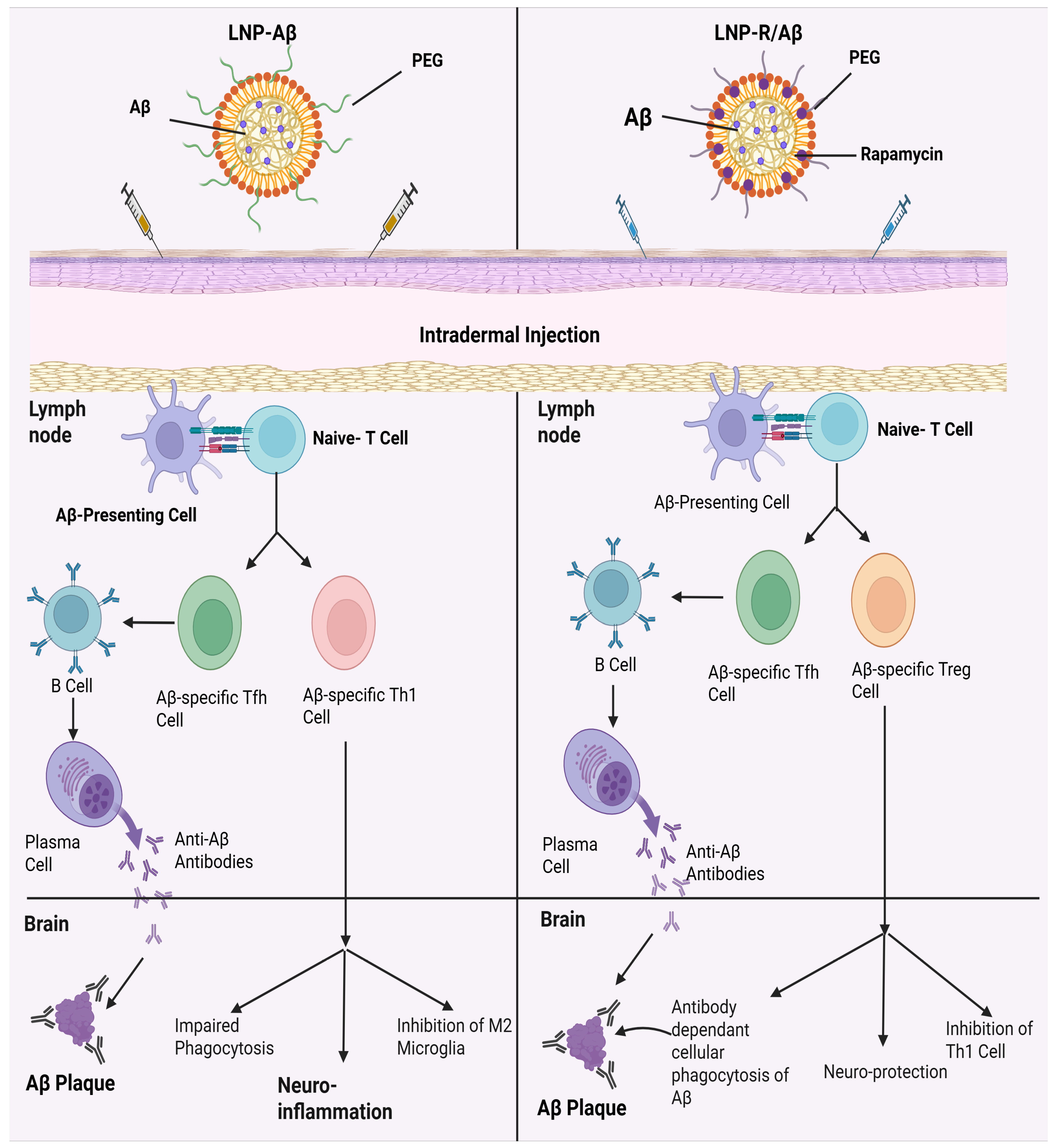 Ijms 26 10316 g005 Ijms 26 10316 g005