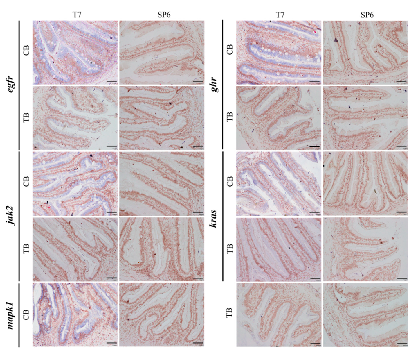 Ijms 26 10317 g005 Ijms 26 10317 g005