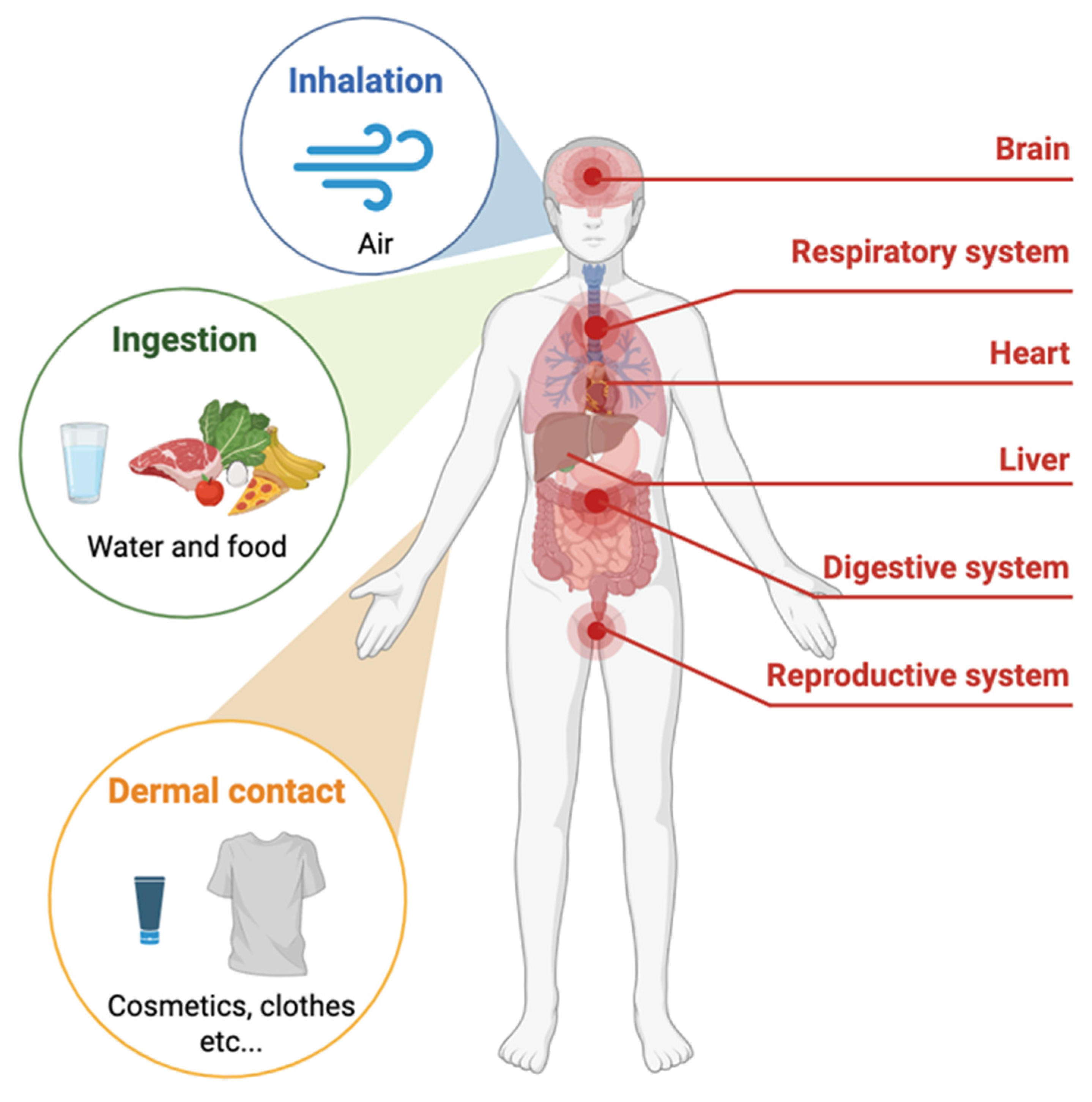 Ijms 26 10332 g002 Ijms 26 10332 g002