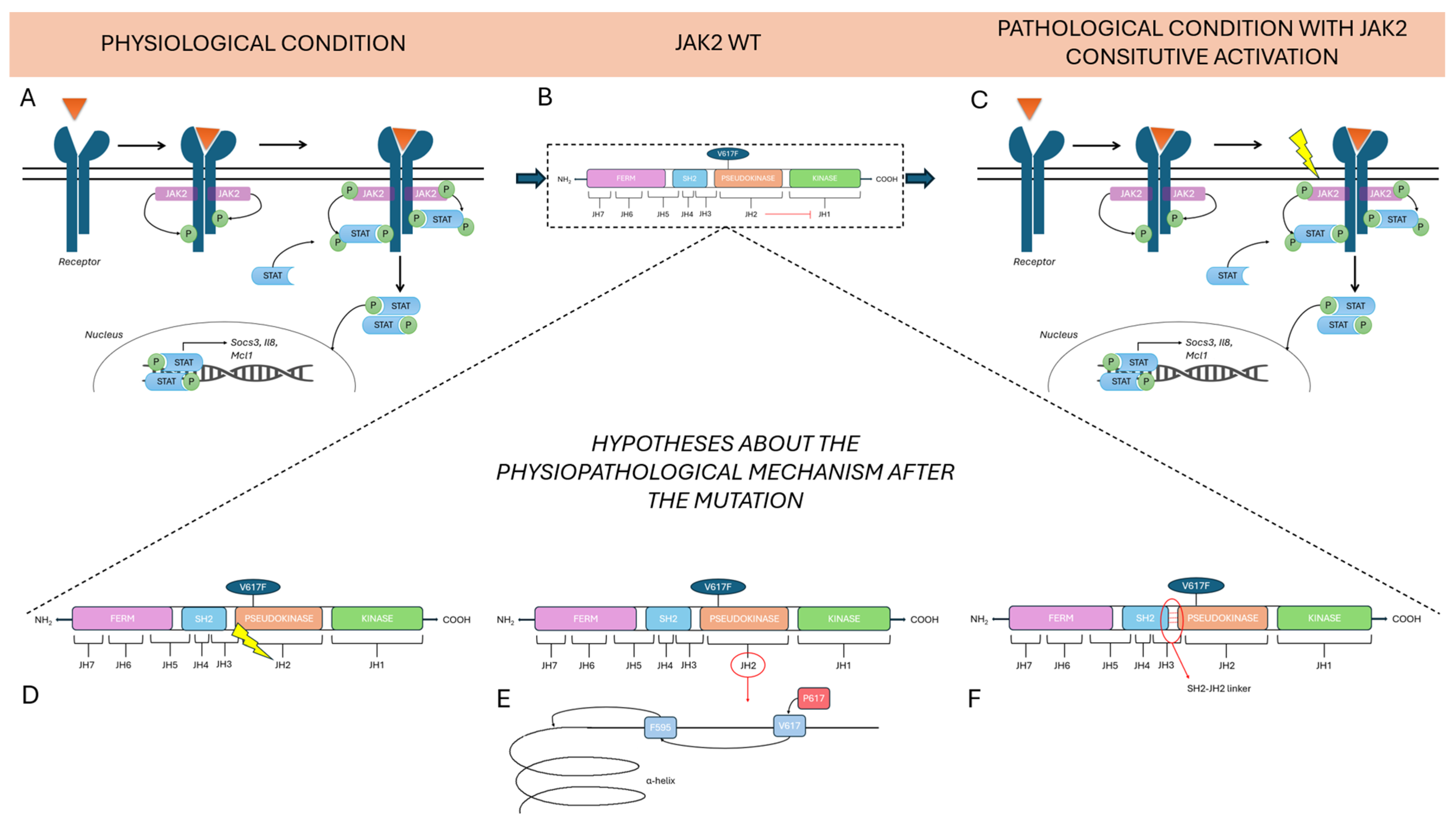 Ijms 26 10337 g002 Ijms 26 10337 g002