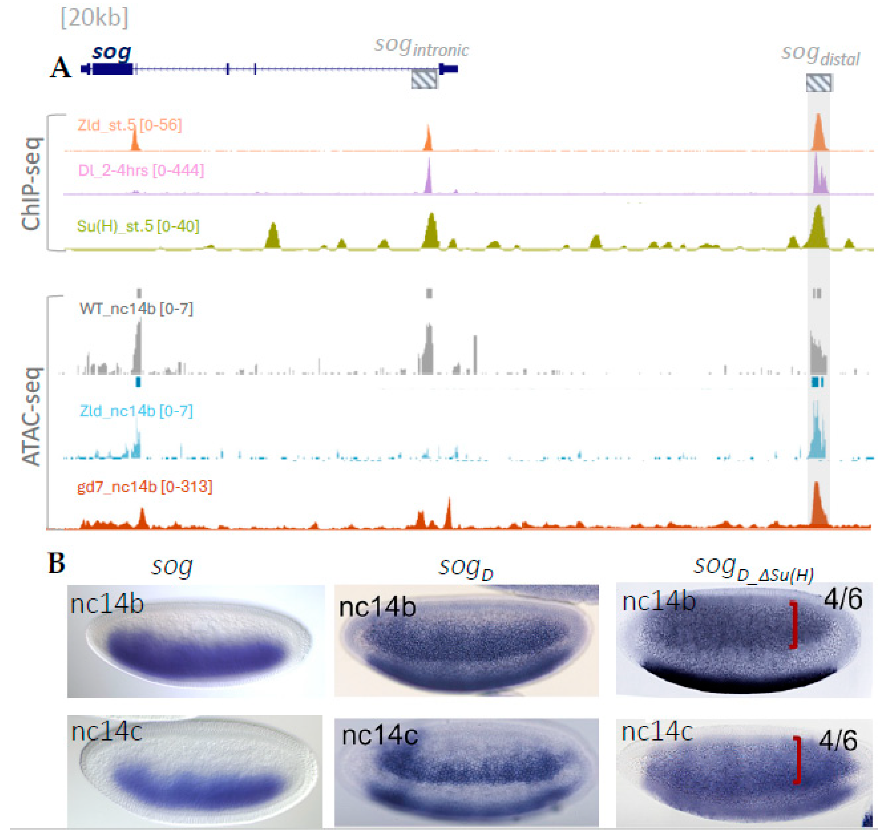 Ijms 26 10338 g001 Ijms 26 10338 g001