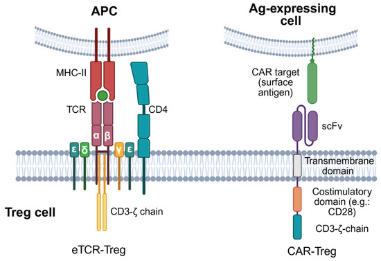 Regulatory T Cell-Based Adoptive Cell Therapy in Autoimmunity