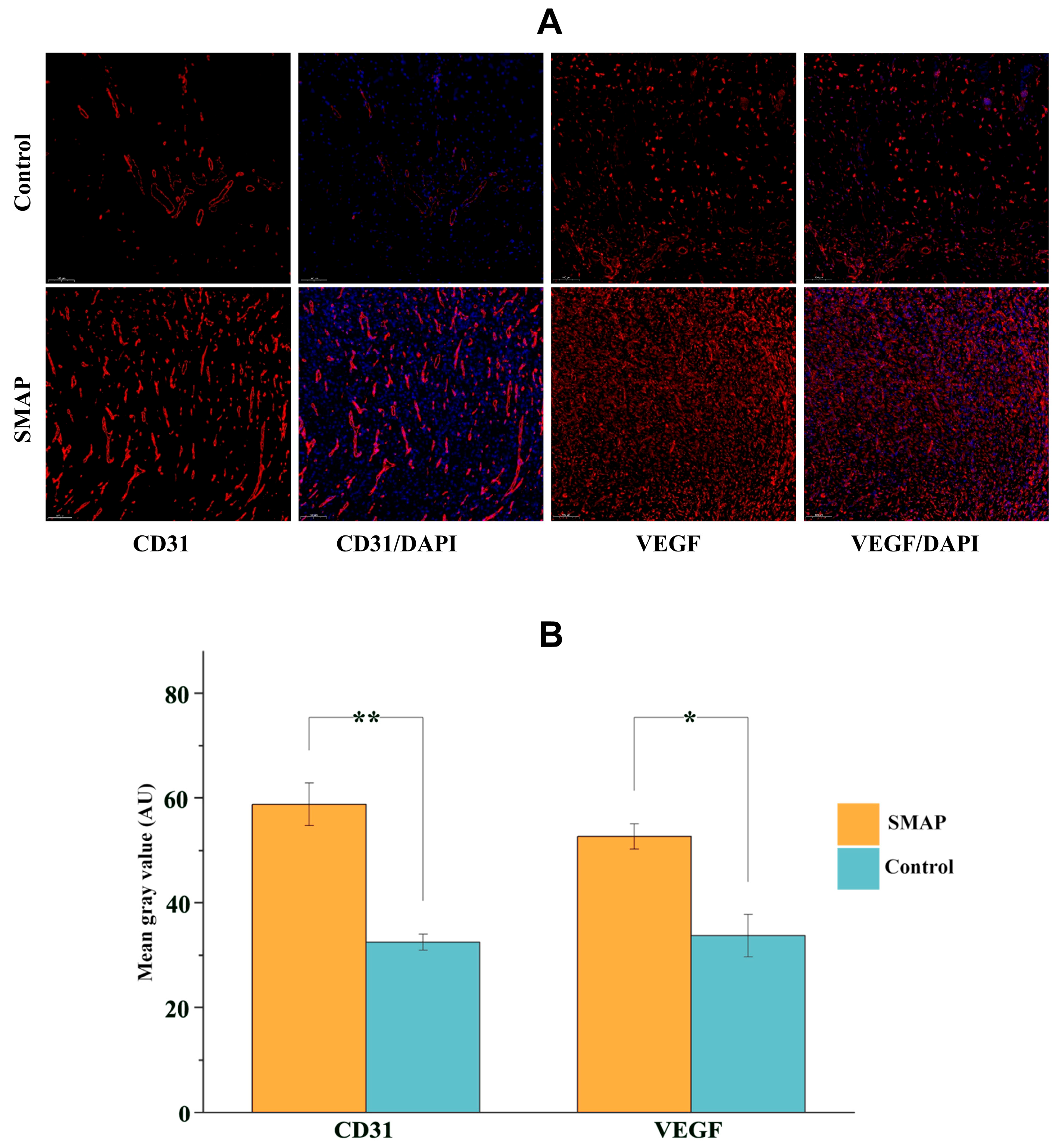 Ijms 26 10341 g007 Ijms 26 10341 g007