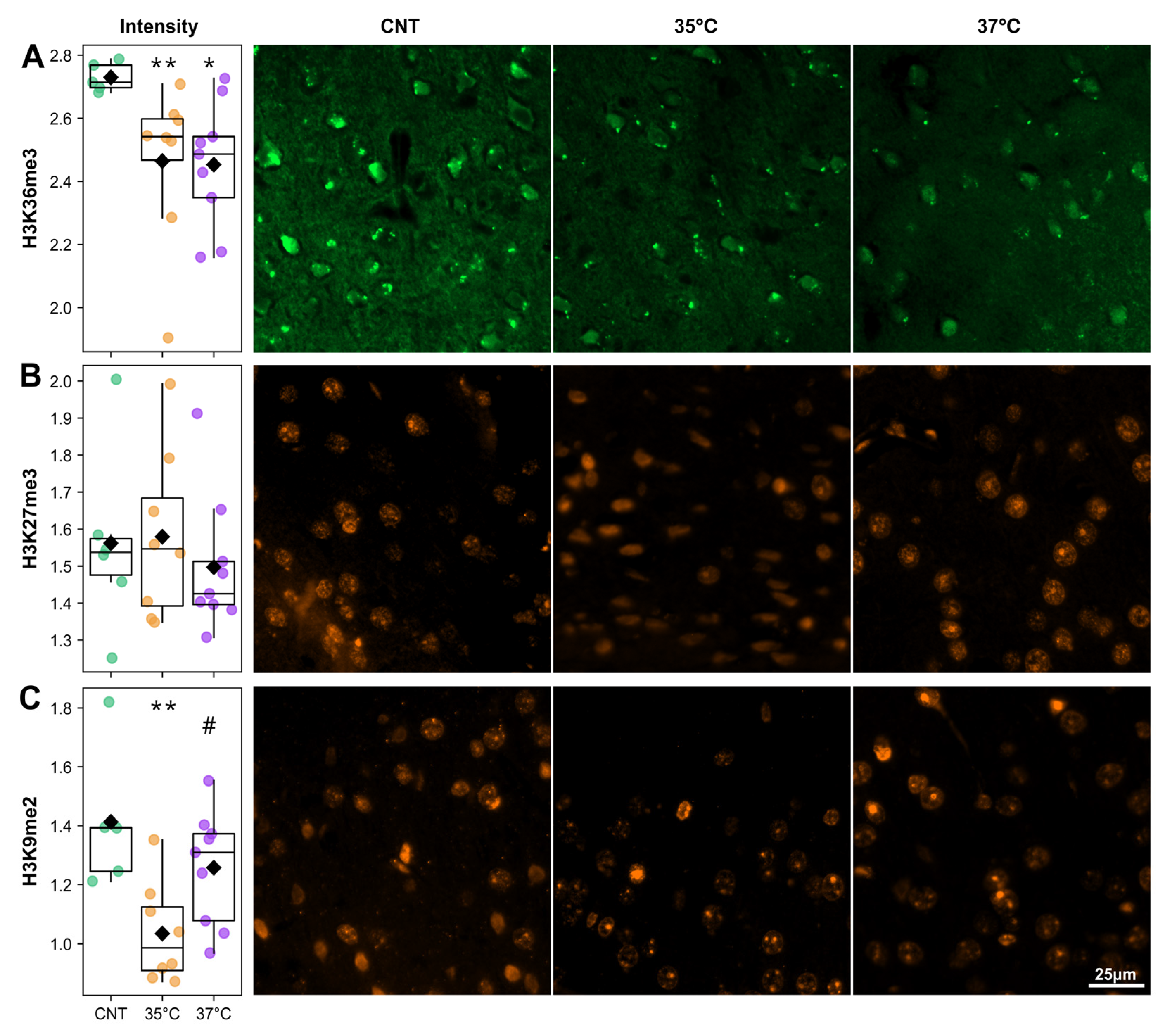 Ijms 26 10360 g007 Ijms 26 10360 g007