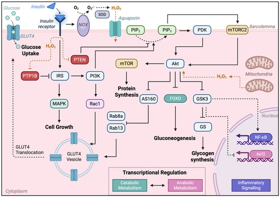Redox Homeostasis in Metabolic Syndrome and Type II Diabetes: Role