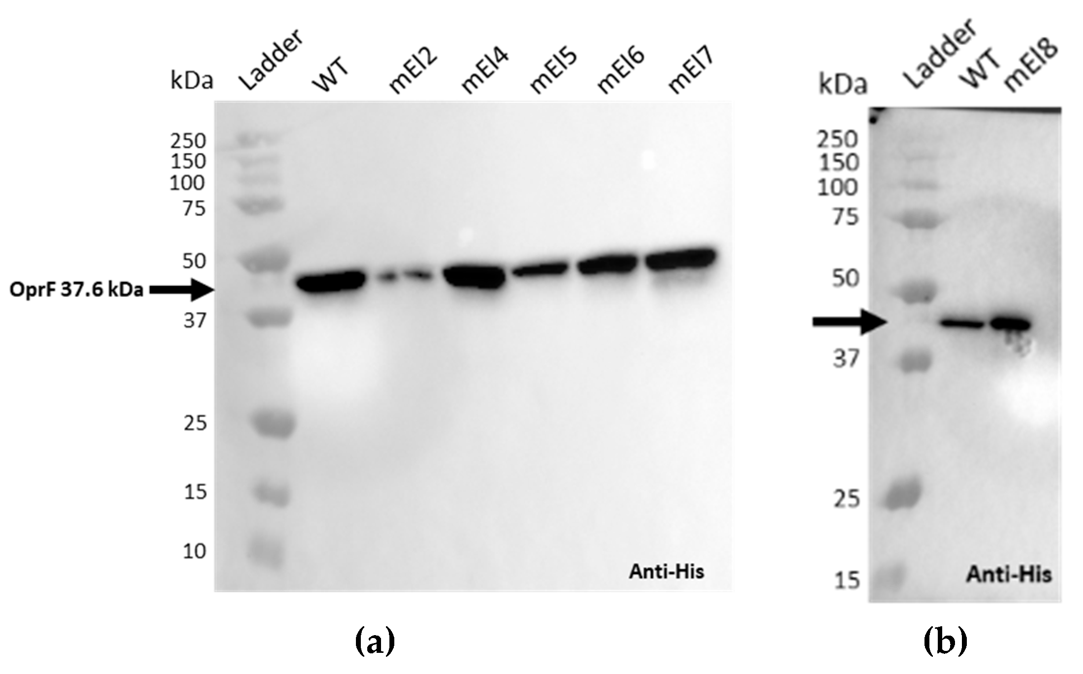 Ijms 26 10380 g0a1a Ijms 26 10380 g0a1a