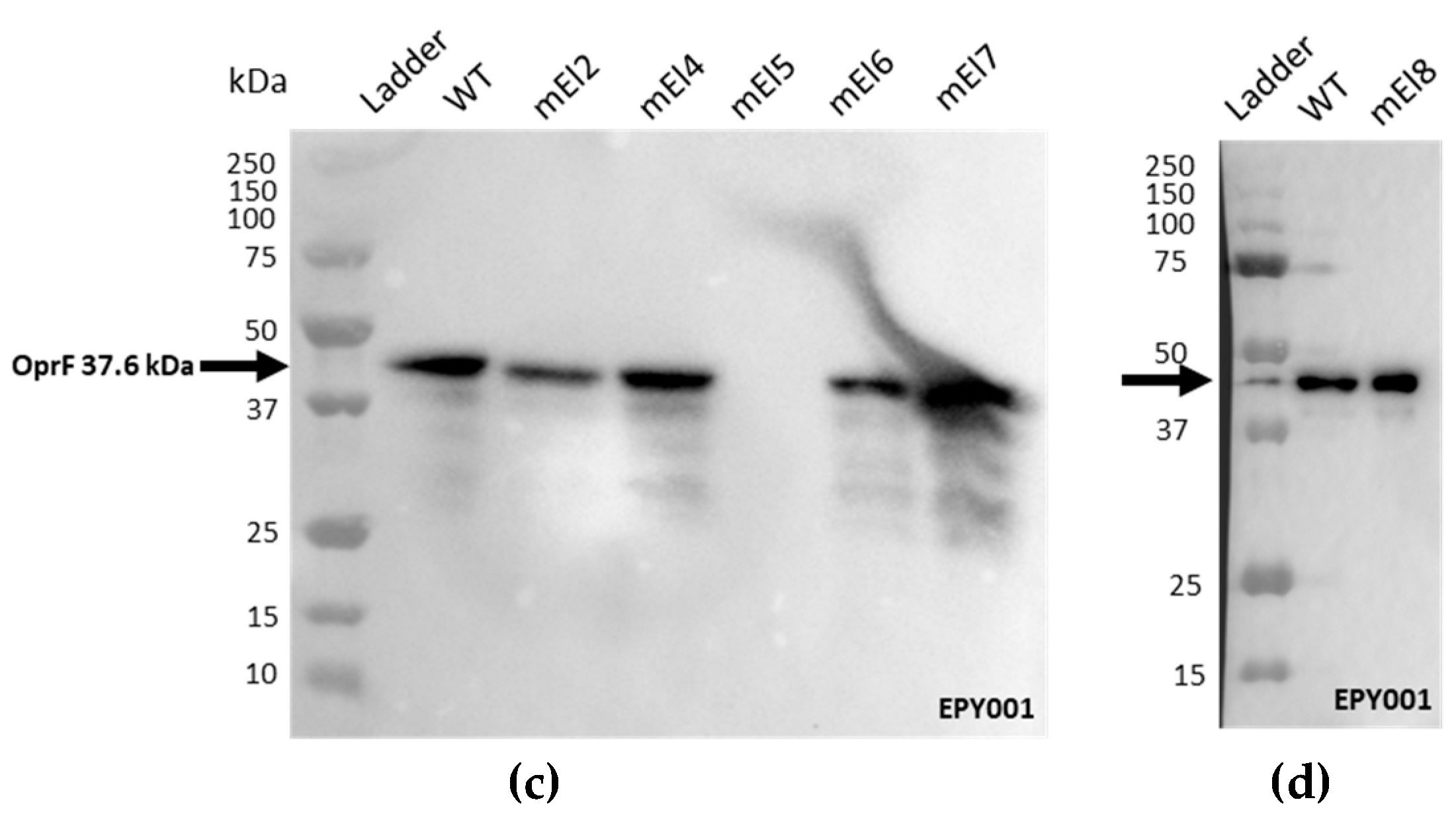 Ijms 26 10380 g0a1b Ijms 26 10380 g0a1b