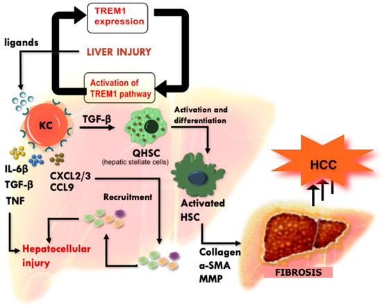 Triggering Receptor Expressed on Myeloid Cells-1 (TREM-1) in