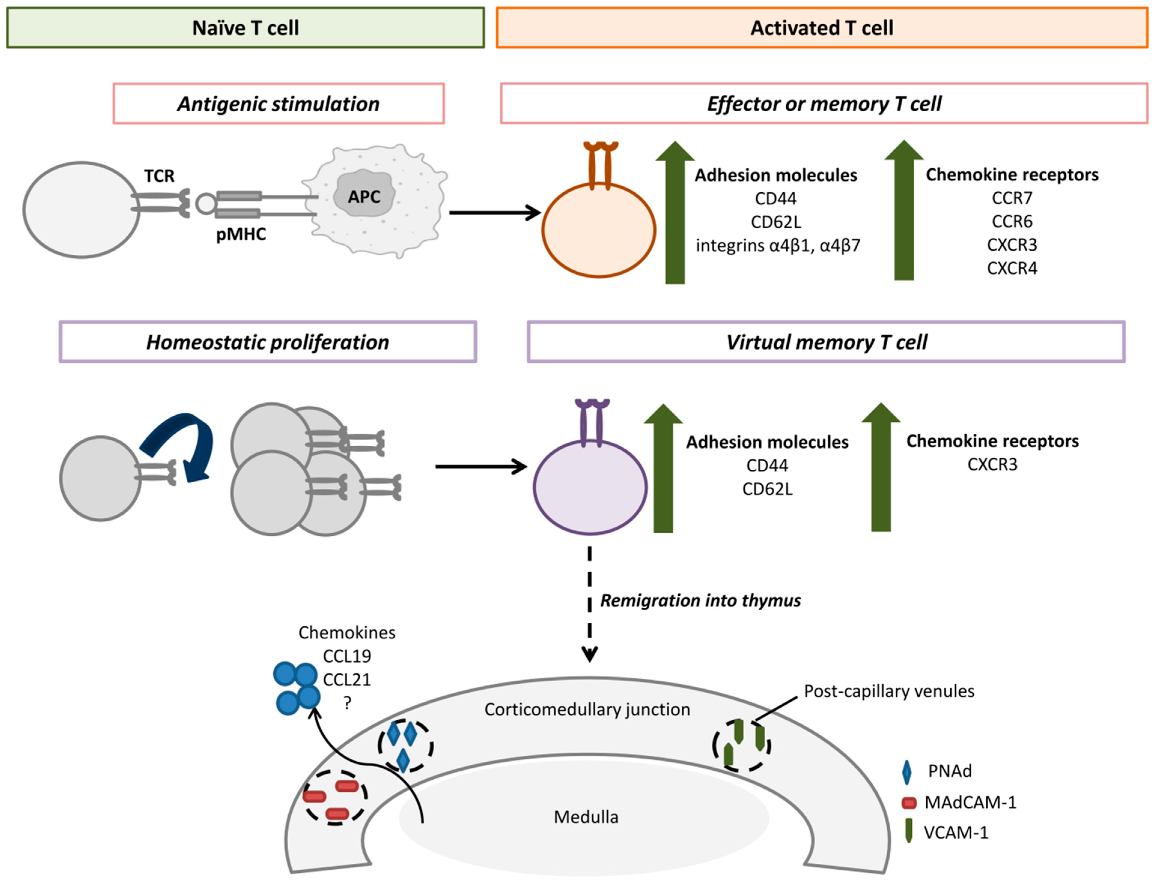 Ijms 26 10391 g001 Ijms 26 10391 g001
