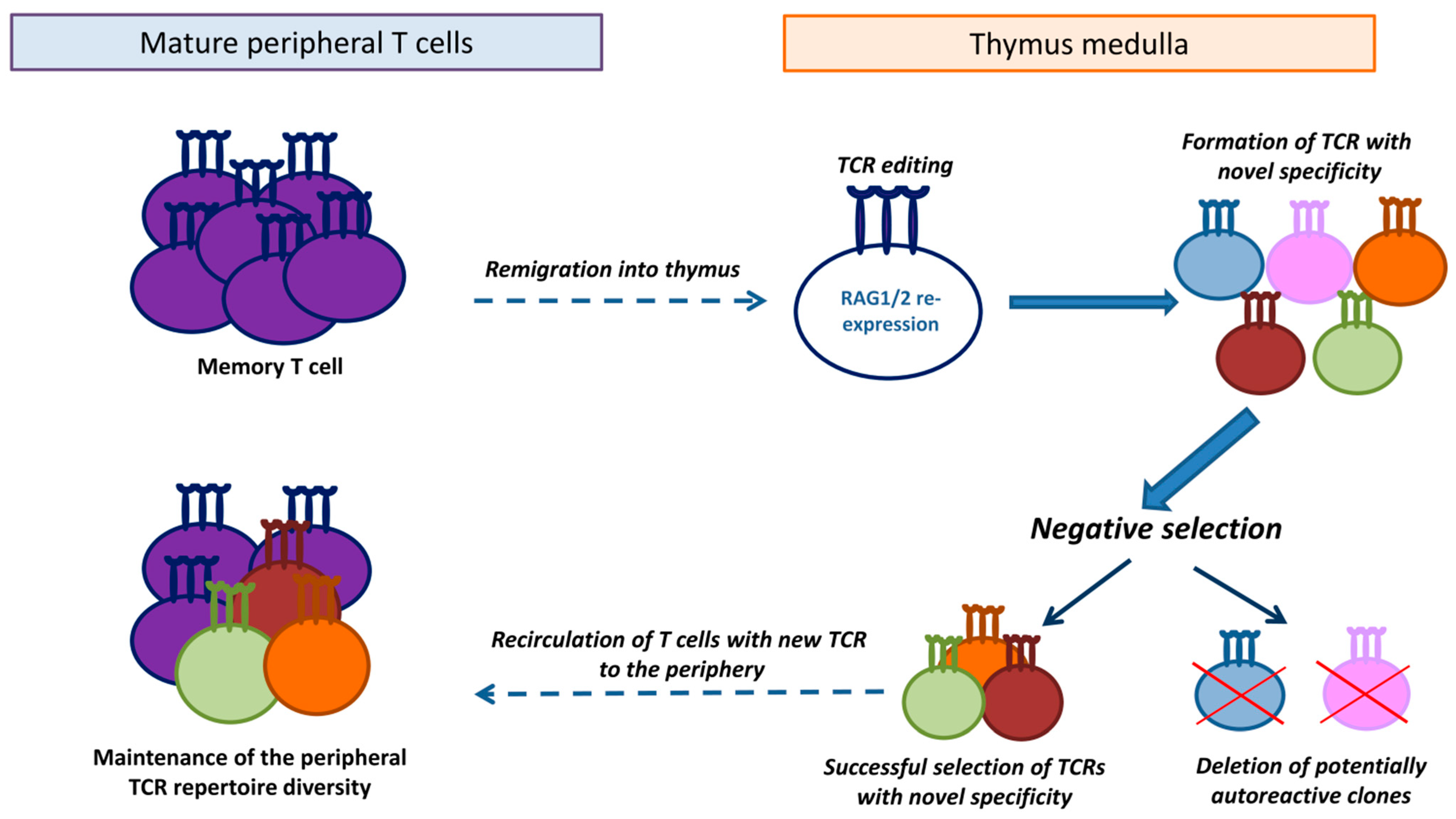 Ijms 26 10391 g002 Ijms 26 10391 g002