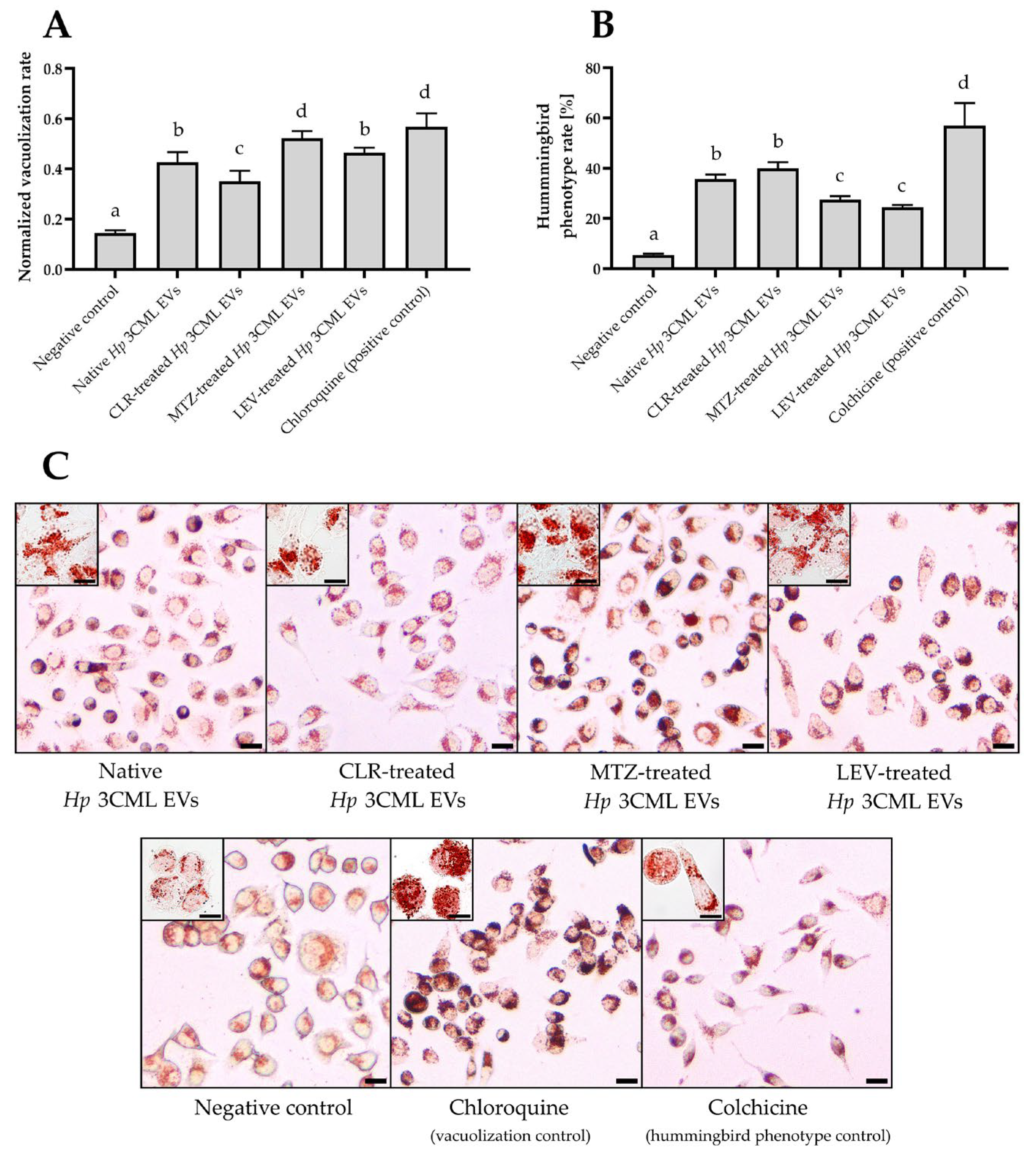 Ijms 26 10399 g006 Ijms 26 10399 g006