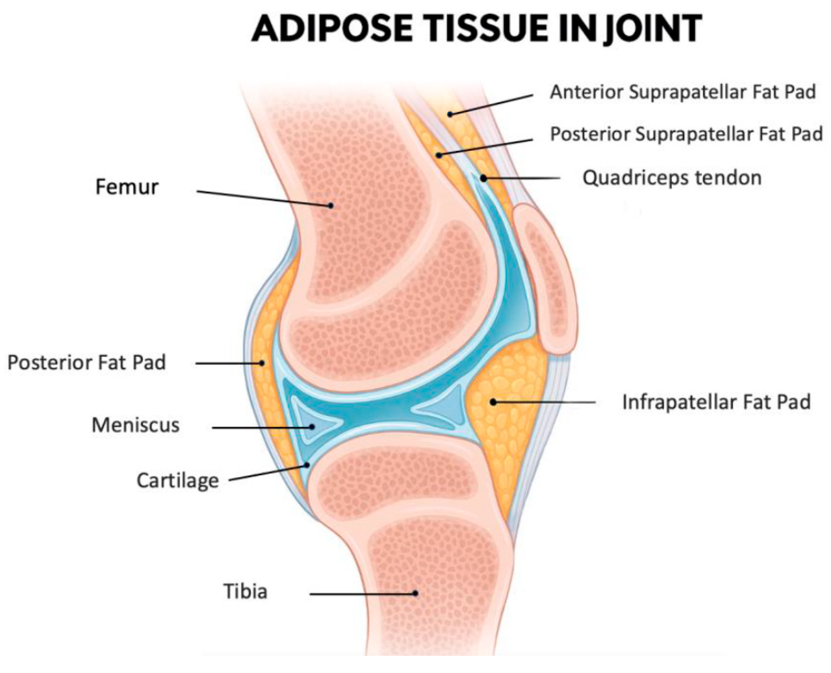 Ijms 26 10408 g001 Ijms 26 10408 g001