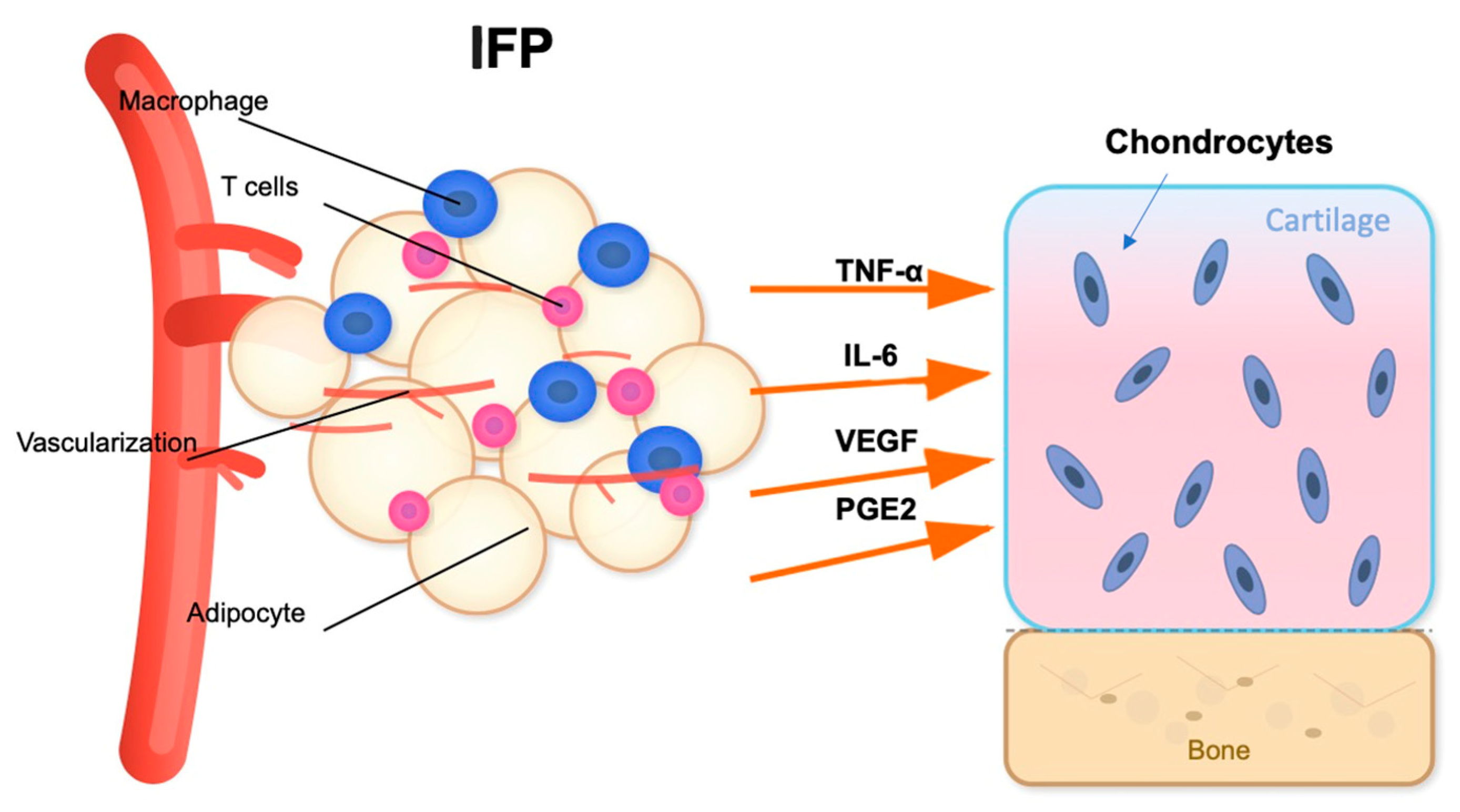 Ijms 26 10408 g002 Ijms 26 10408 g002